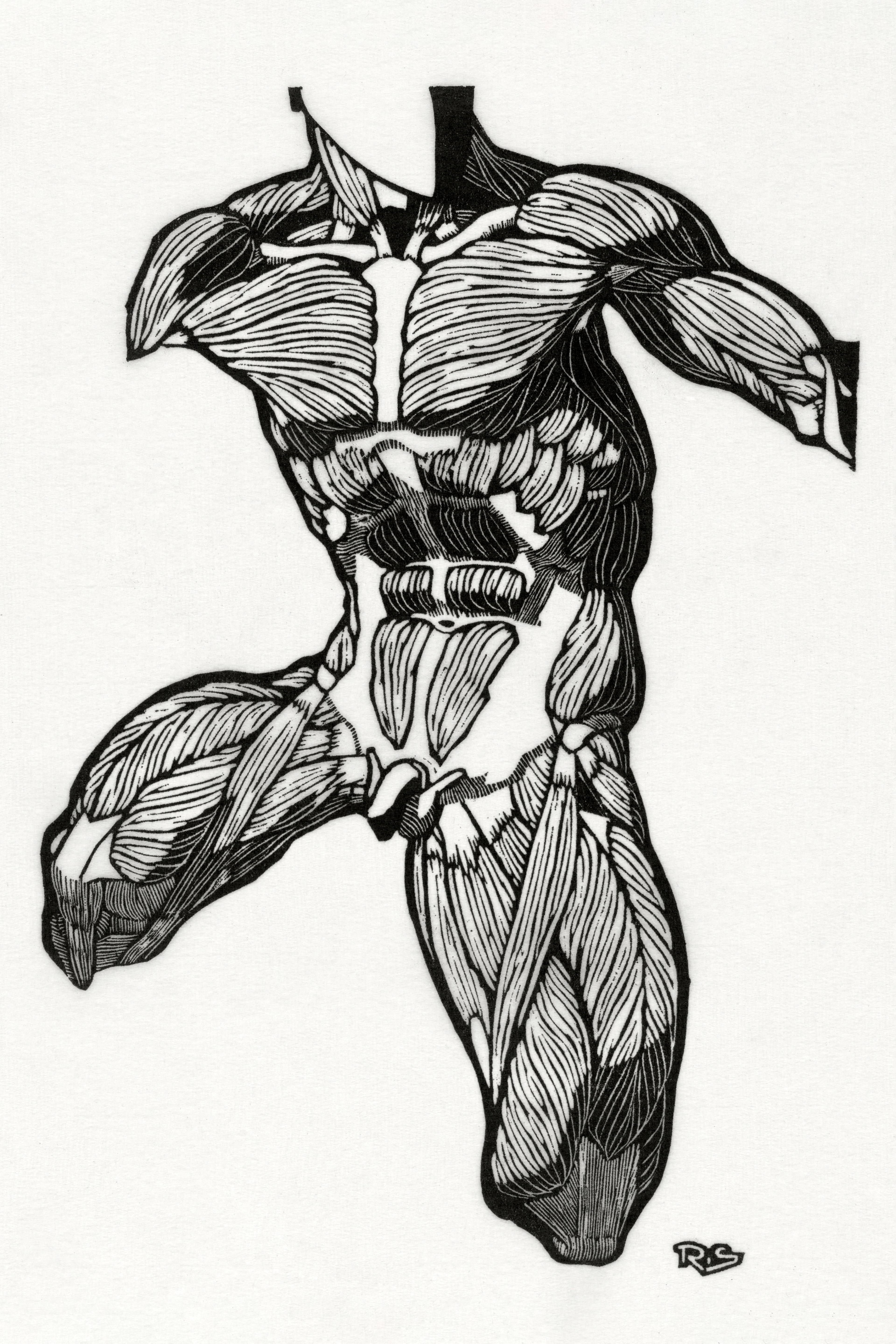 Anatomical Study of a Man's Neck, Stomach and Thigh Muscles