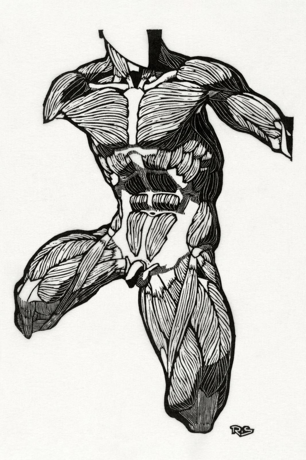 Anatomical study of a man's neck, stomach and thigh muscles (1906–1945) print in high resolution by Reijer Stolk. Original from the Rijksmuseum.