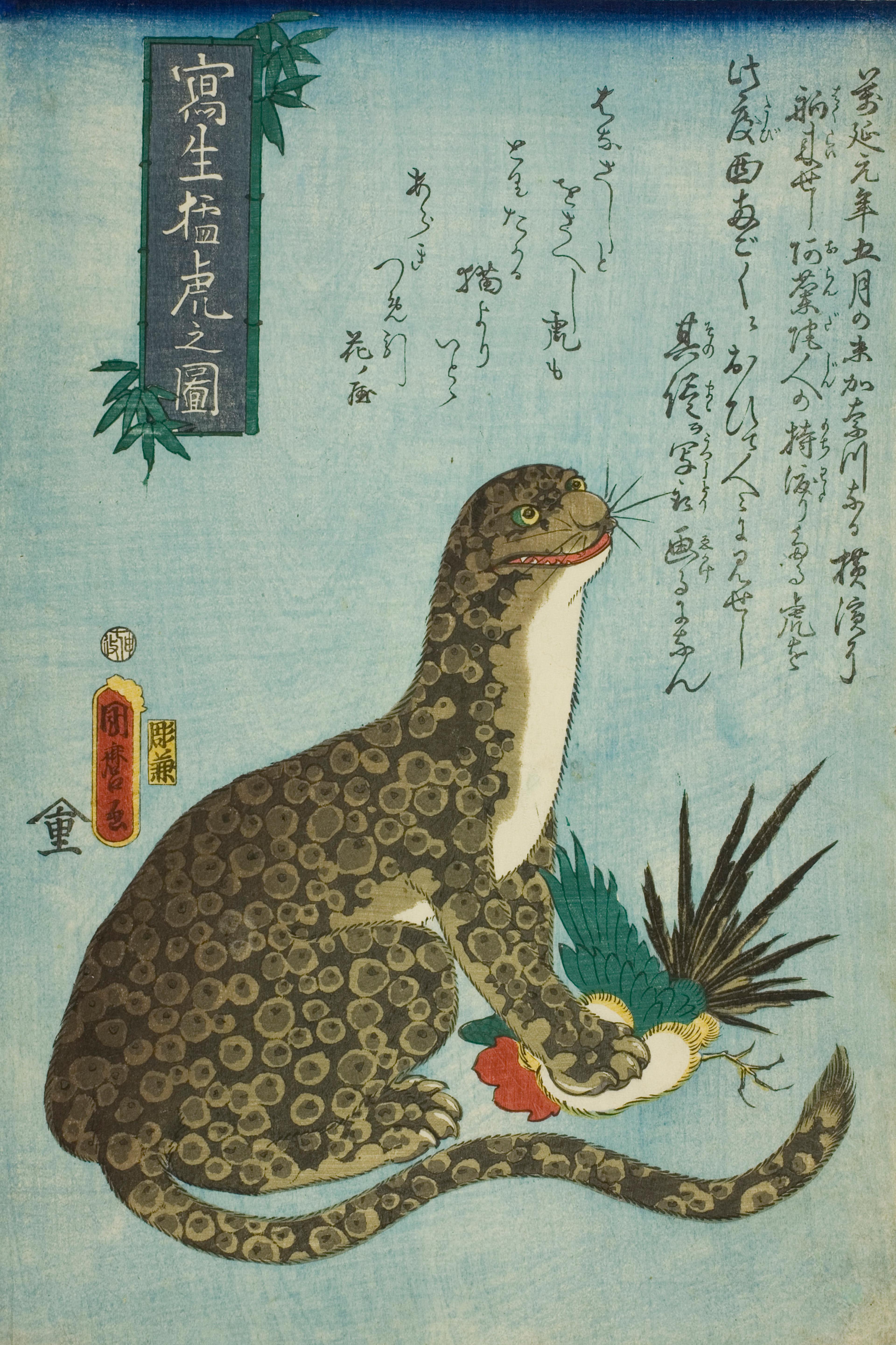 Picture of a Ferocious Tiger Drawn from Life