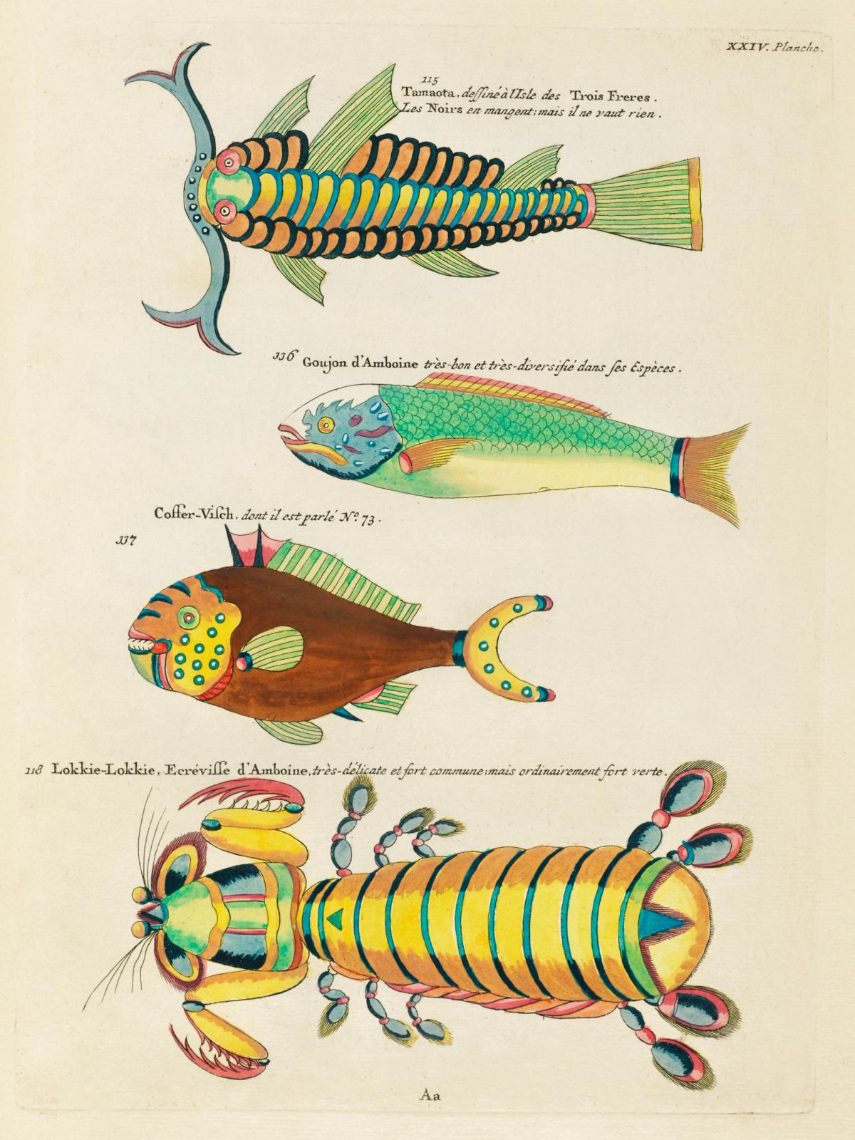 Colourful and surreal illustrations of fishes and other marine life found in Moluccas (Indonesia) and the East Indies by Louis Renard (1678 -1746) from Histoire naturelle des plus rares curiositez de