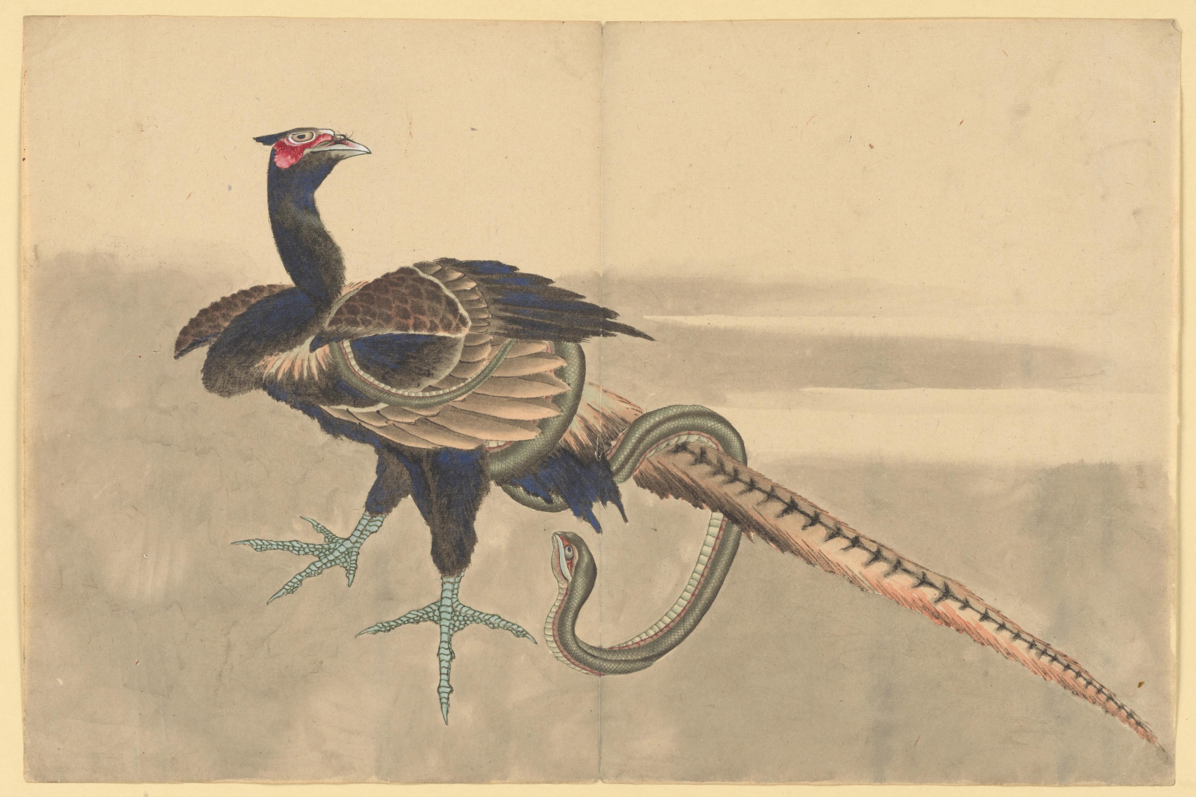 Pheasant and Snake
