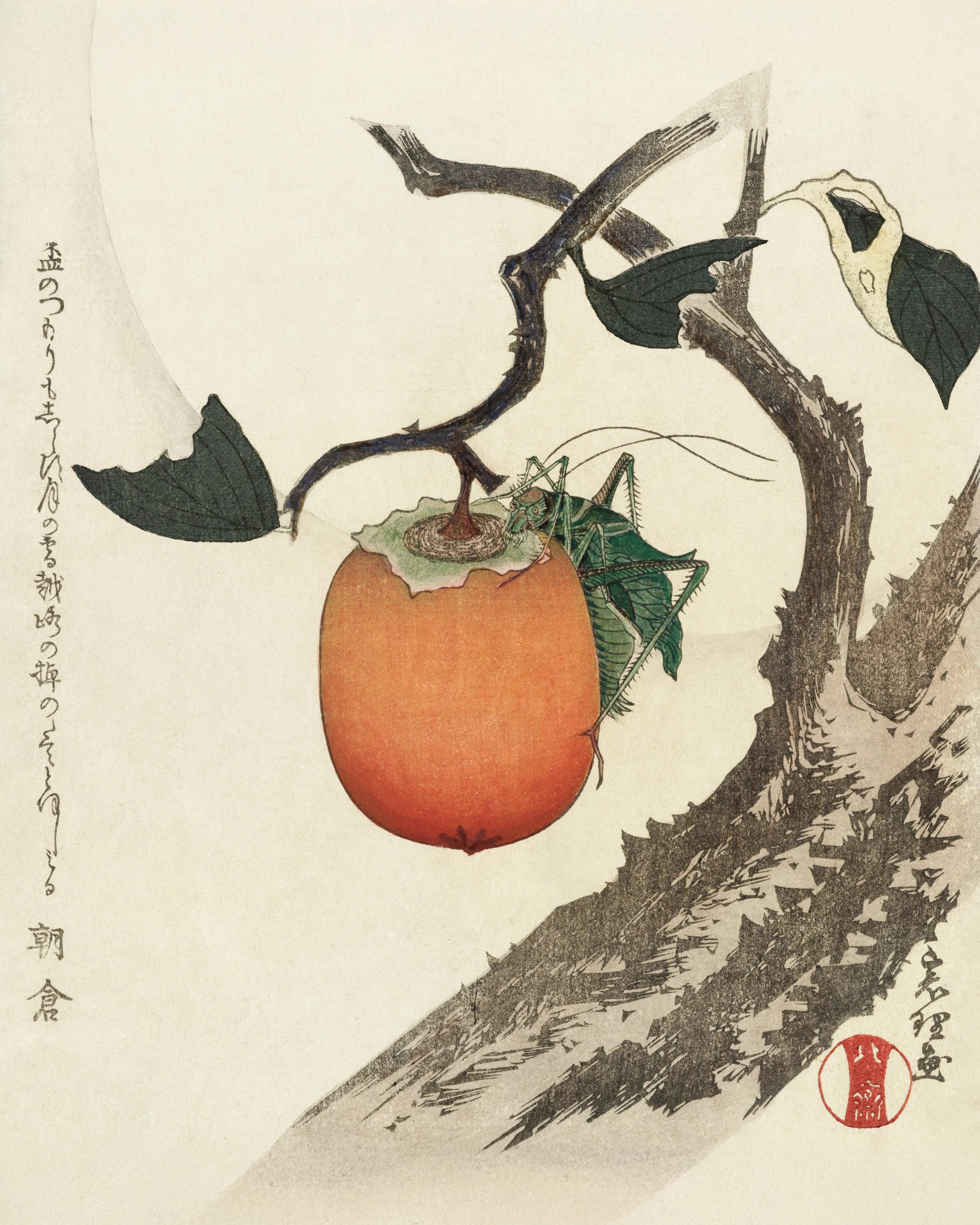 Persimmon with Grasshopper