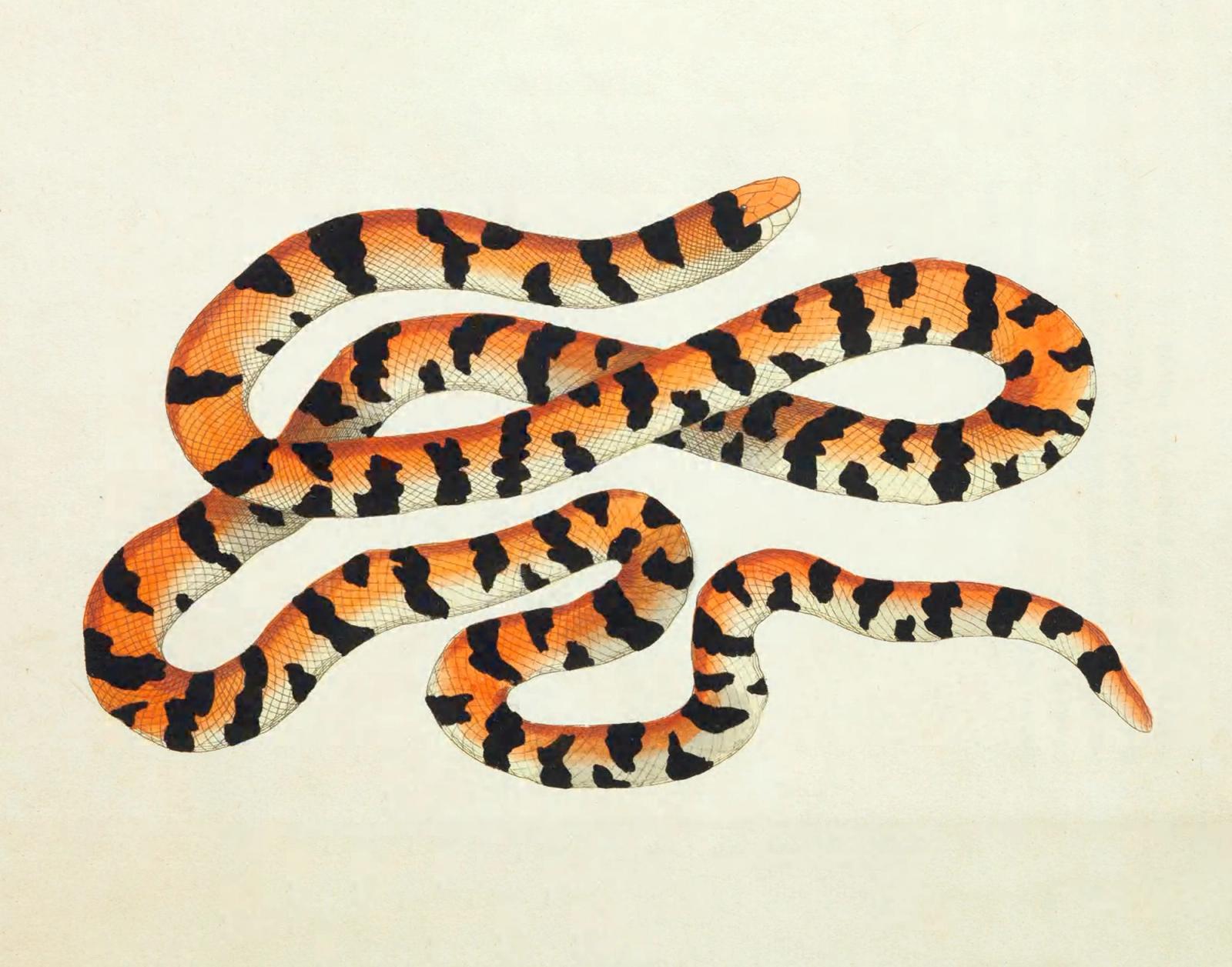 Scientific illustration of an orange and black banded snake coiled in an S-shape against a cream background