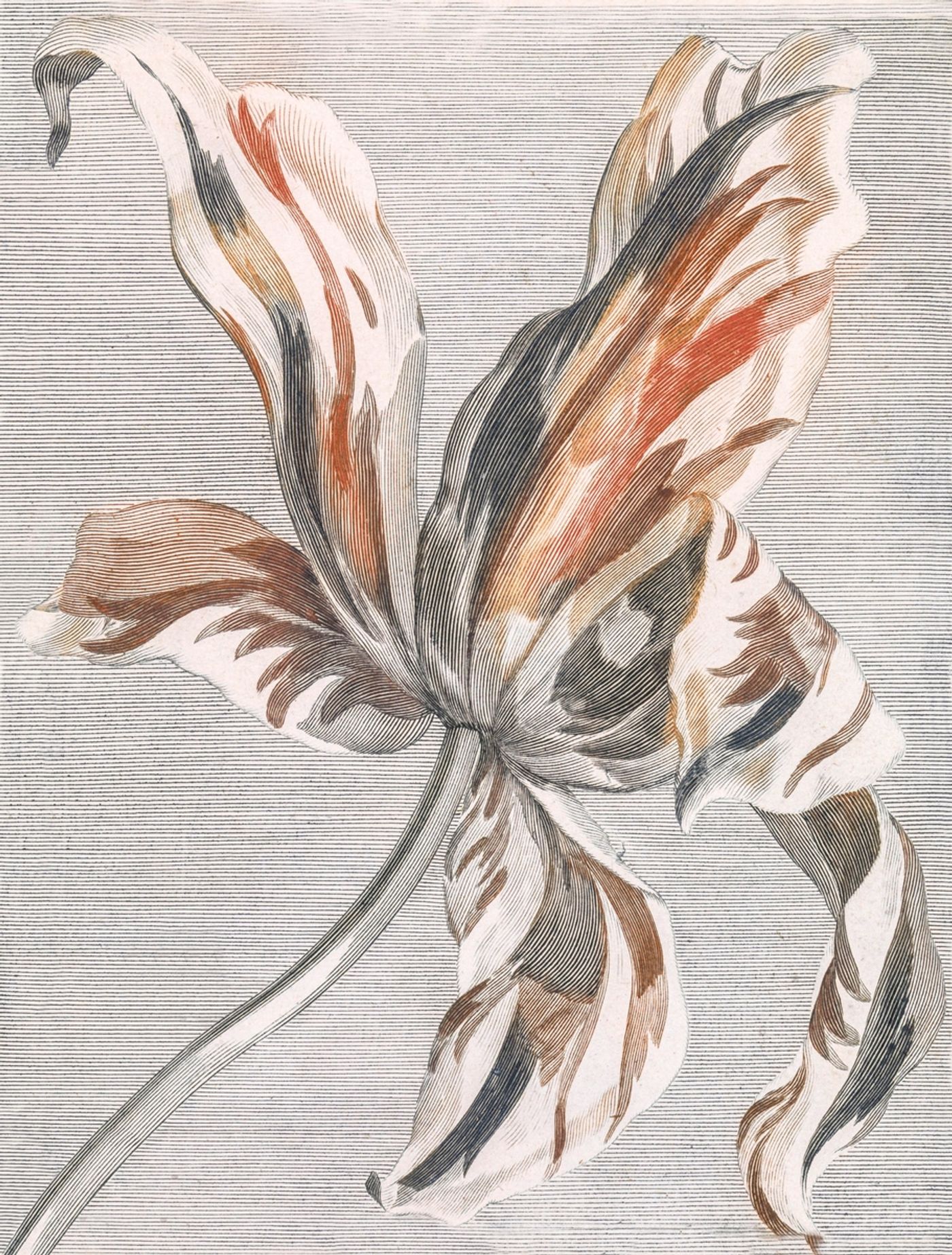 Tulip