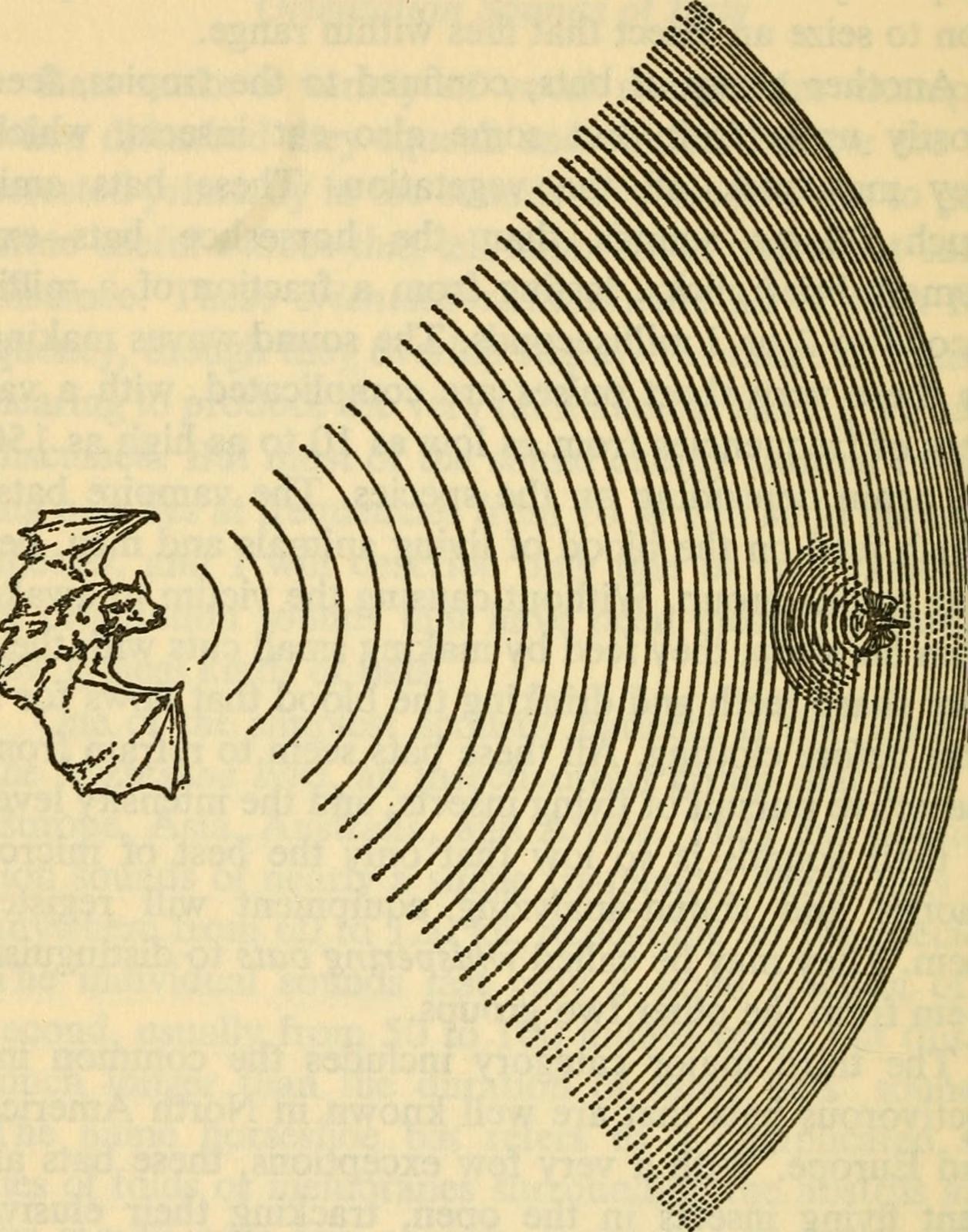 Scientific diagram showing concentric curved lines radiating from a face profile, illustrating sound wave propagation