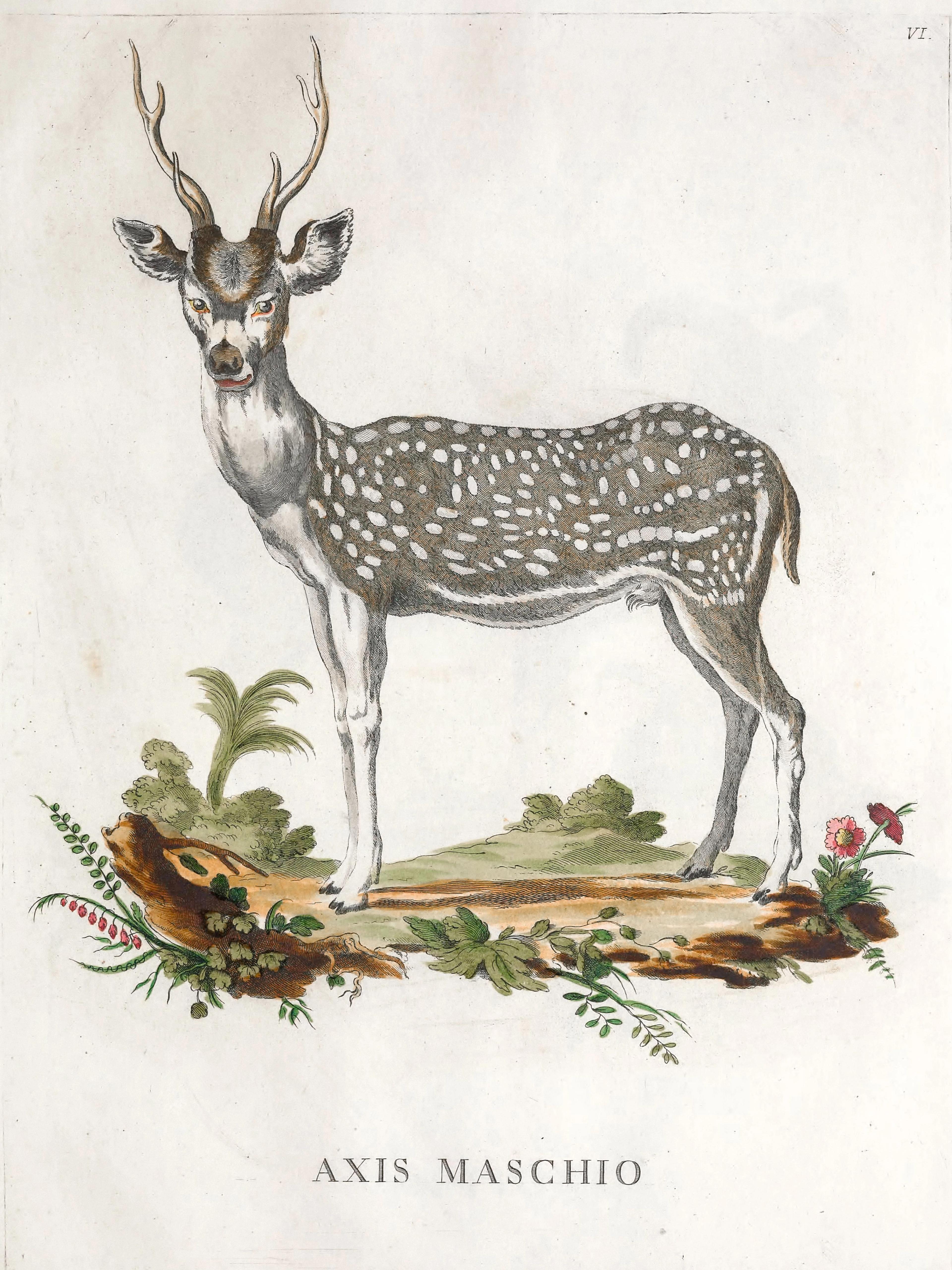 Deer (1)