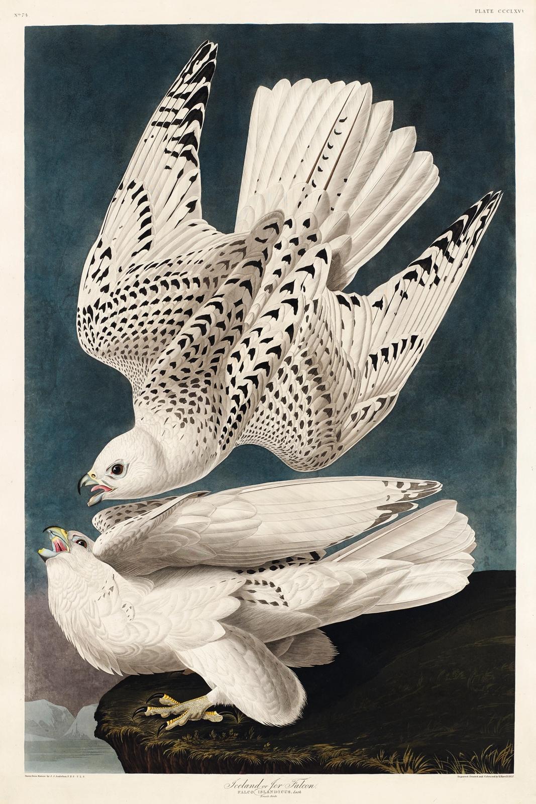 Iceland or Jer Falcon from Birds of America (1827) by John James Audubon, etched by William Home Lizars. Original from University of Pittsburg.