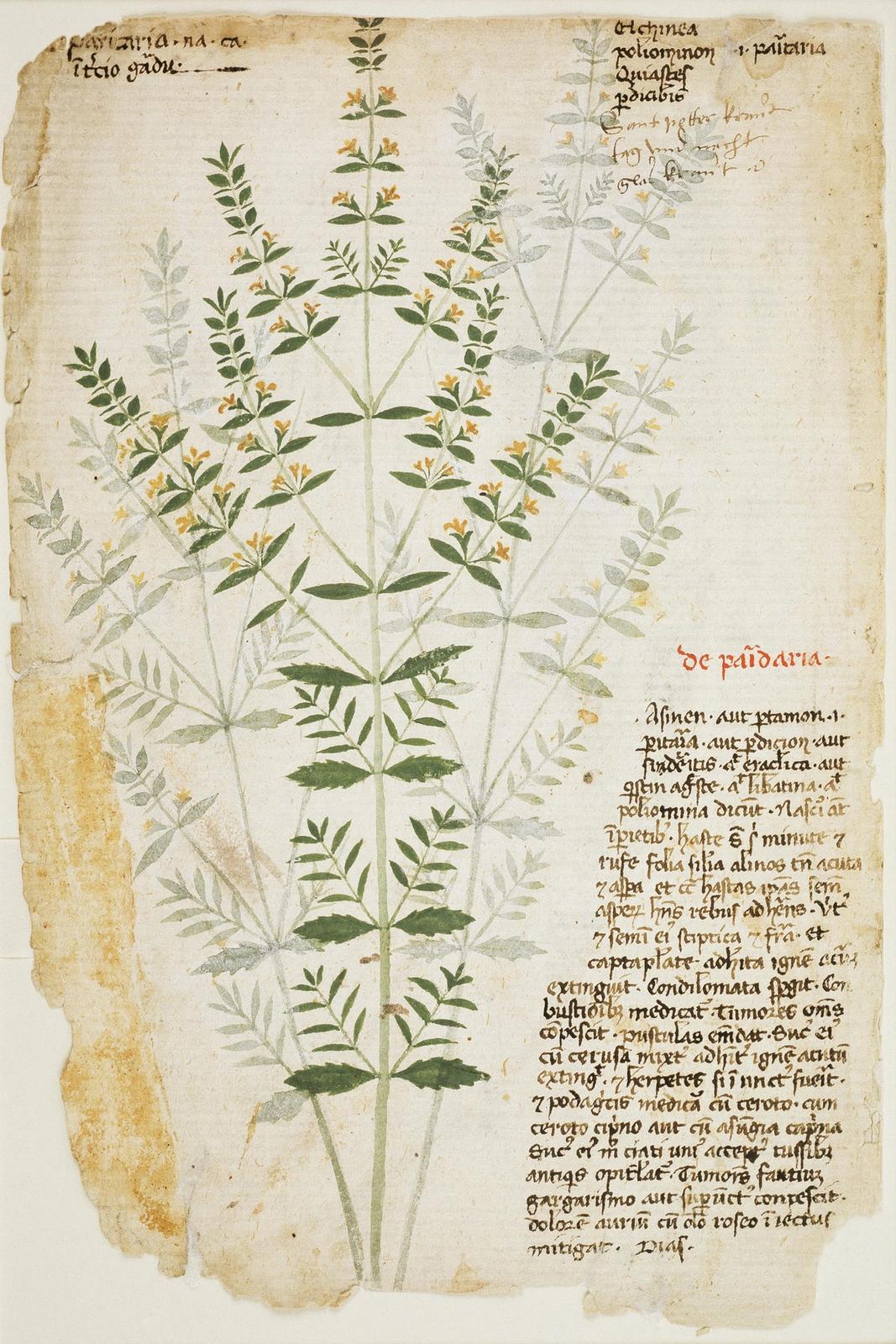 Glaskraut (Parietaria spec.), null by venetic, 15th century;