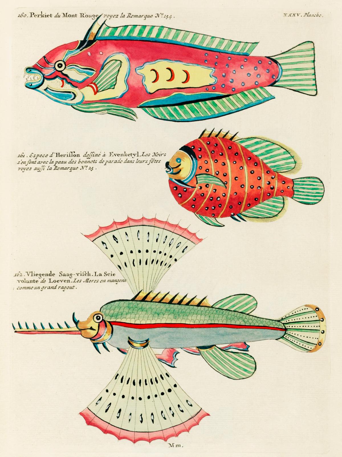 Colourful and surreal illustrations of fishes found in Moluccas (Indonesia) and the East Indies by Louis Renard (1678 -1746) from Histoire naturelle des plus rares curiositez de la mer des Indes (1754