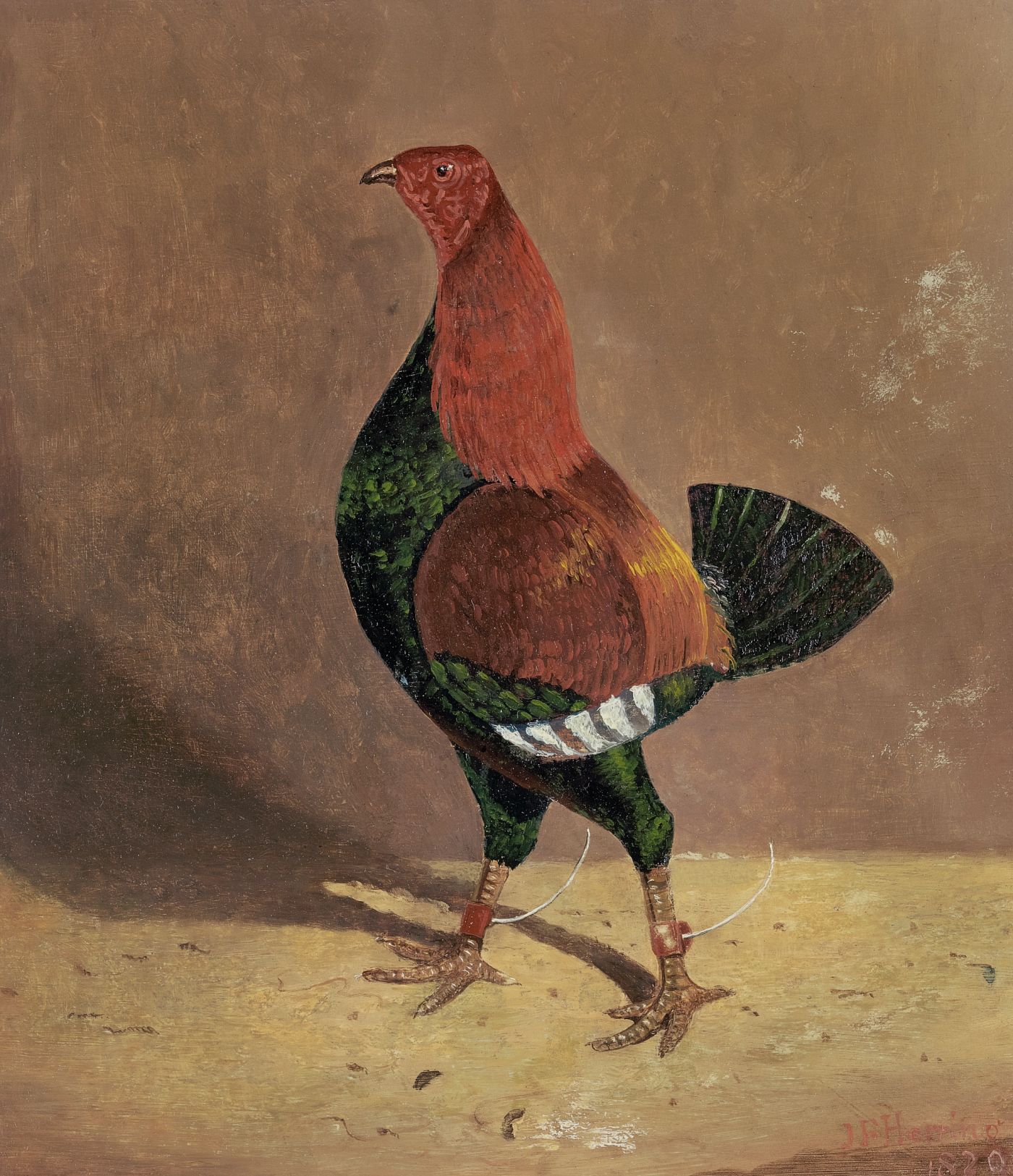 Fighting Cocks
