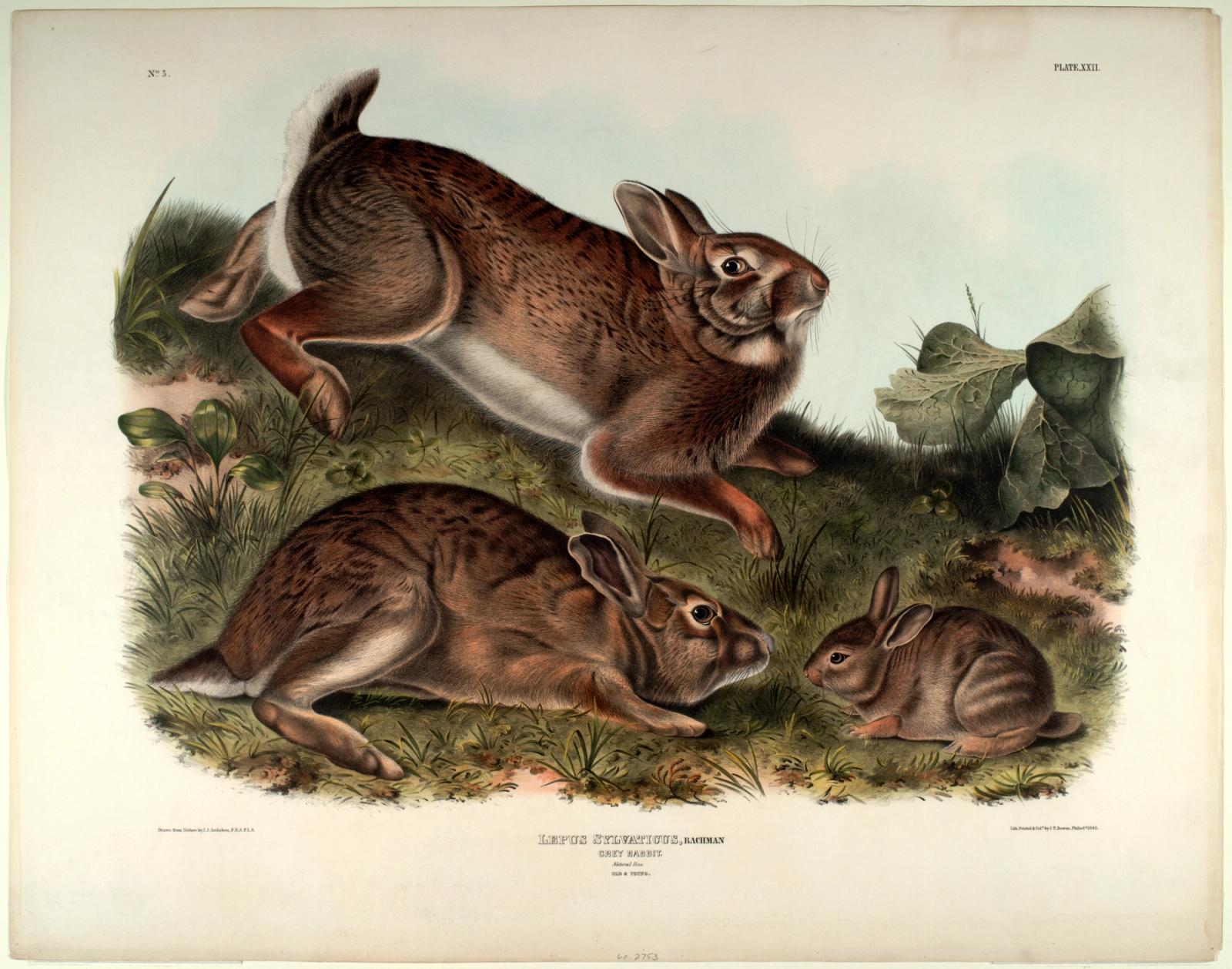 Naturalist illustration of three brown rabbits in various poses among grass and vegetation