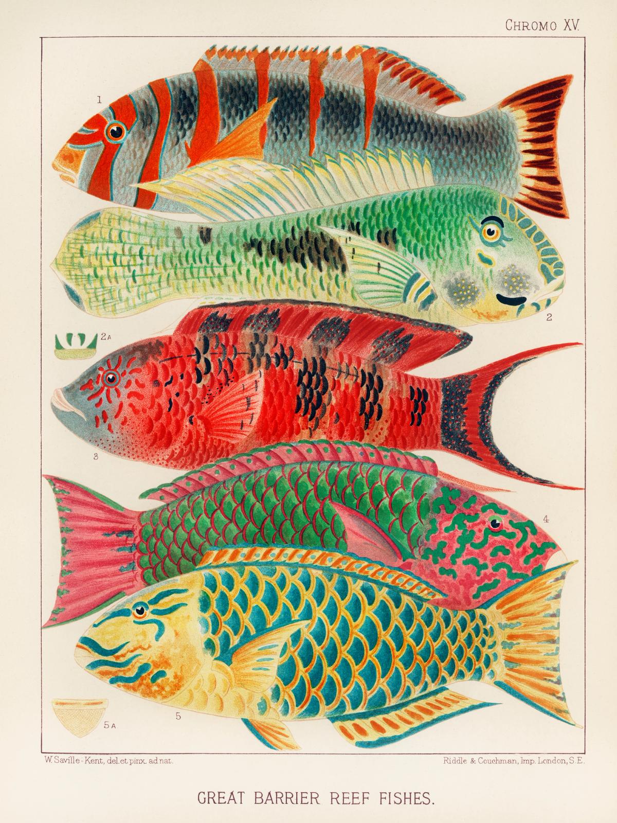 Great Barrier Reef Fishes from The Great Barrier Reef of Australia (1893) by William Saville-Kent (1845-1908).