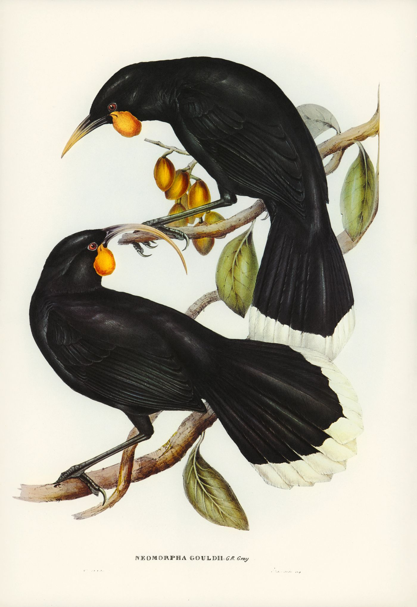 Gould's Neomorpha