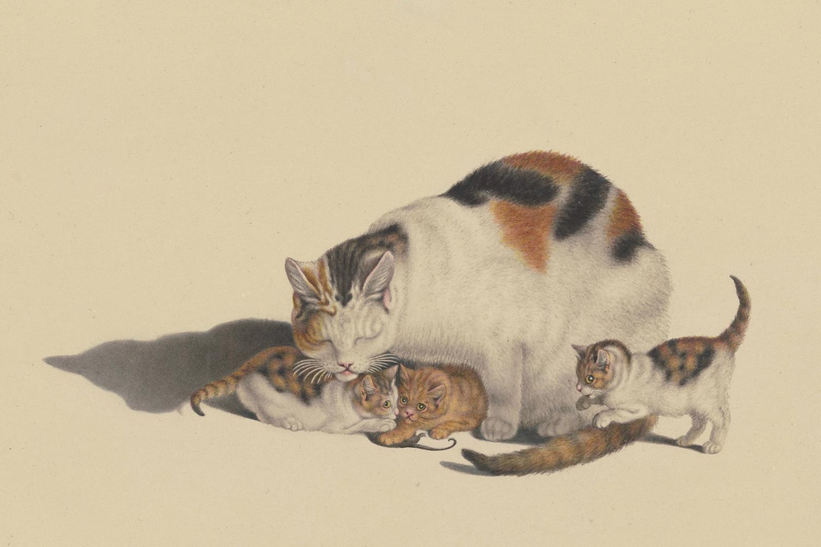 Weisse Katze, schwarz und rotbraun gefleckt, mit ihren drei Jungen, die mit einer Maus spielen, null by gottfried mind