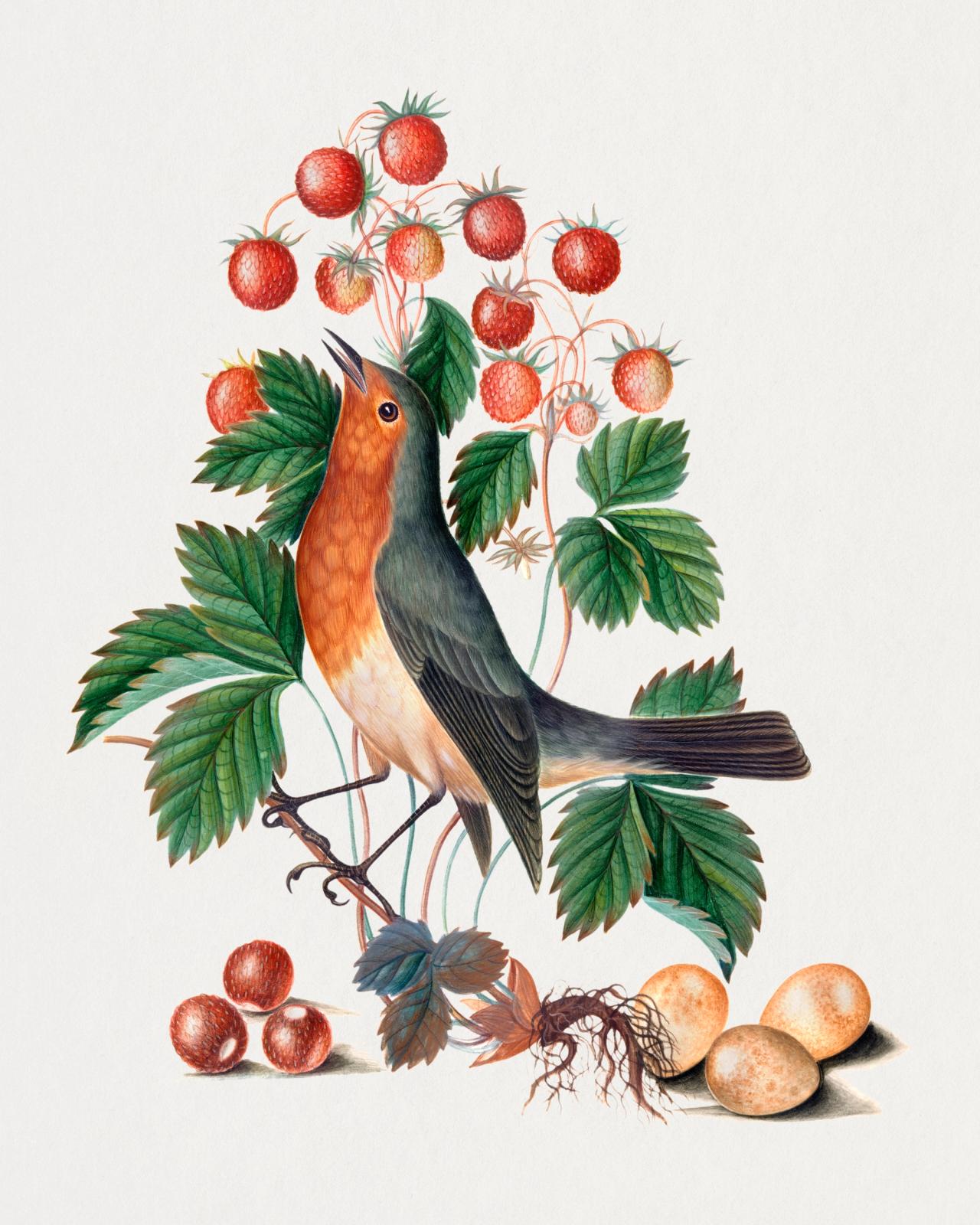 Botanical illustration of an orange-breasted robin perched on a strawberry plant with red berries and green leaves