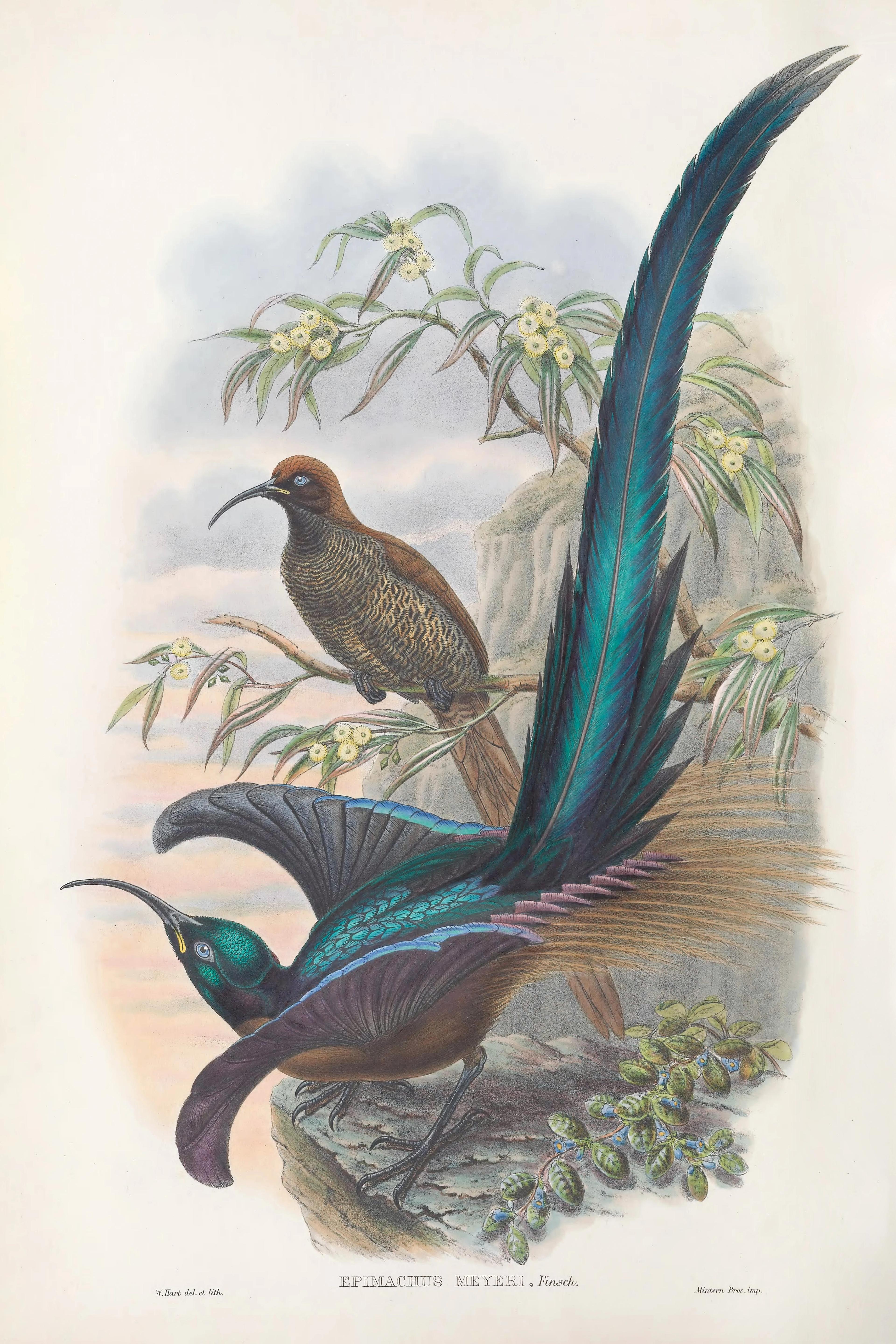 Brown Sicklebill