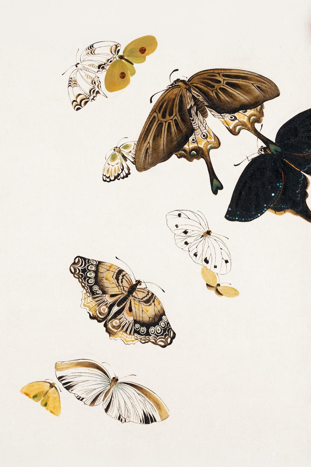 Album leaf of butterflies rendered in lacquer on a plain ground