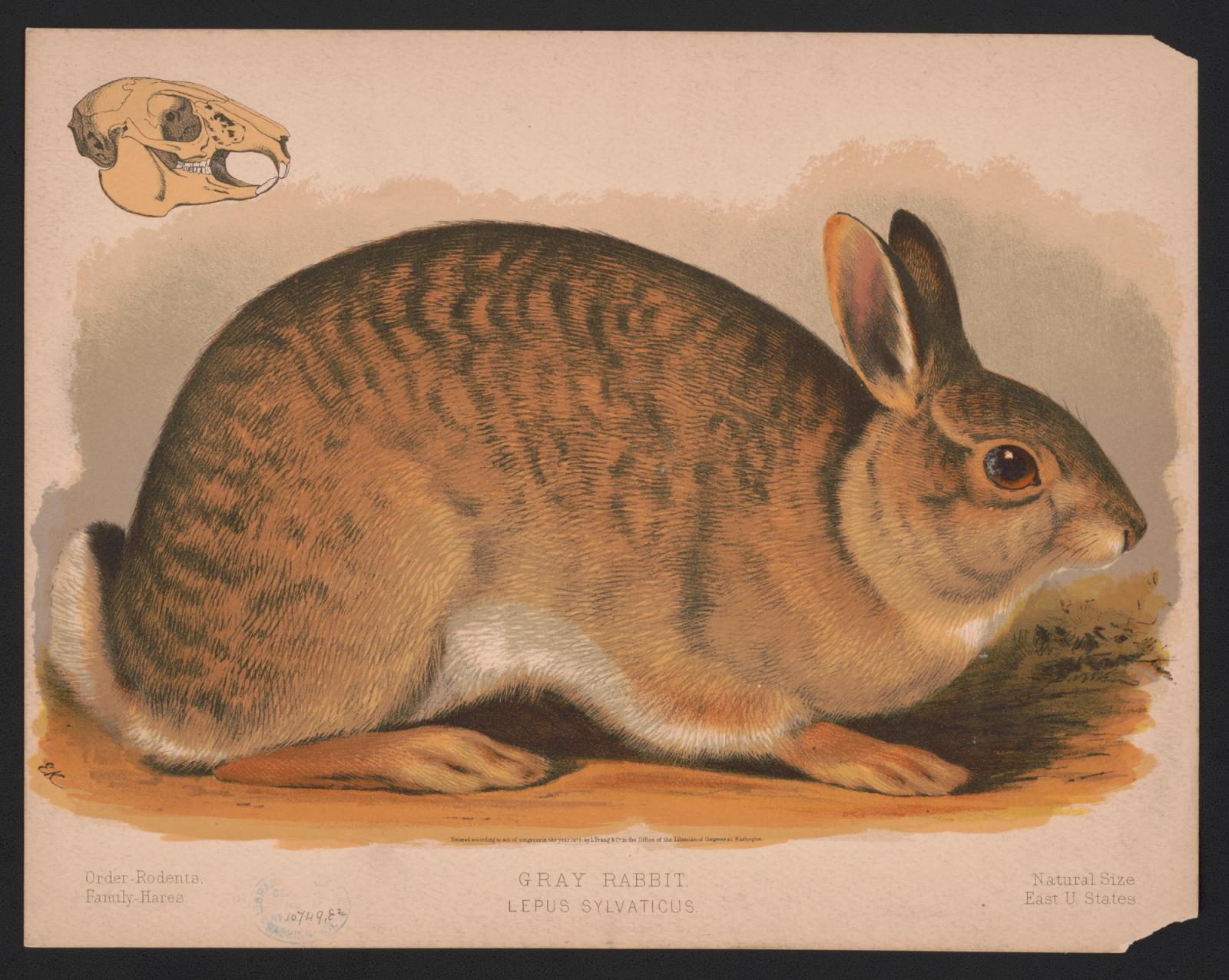 Victorian-era scientific illustration of a gray rabbit with skull diagram, showing brown and tan fur with stripes
