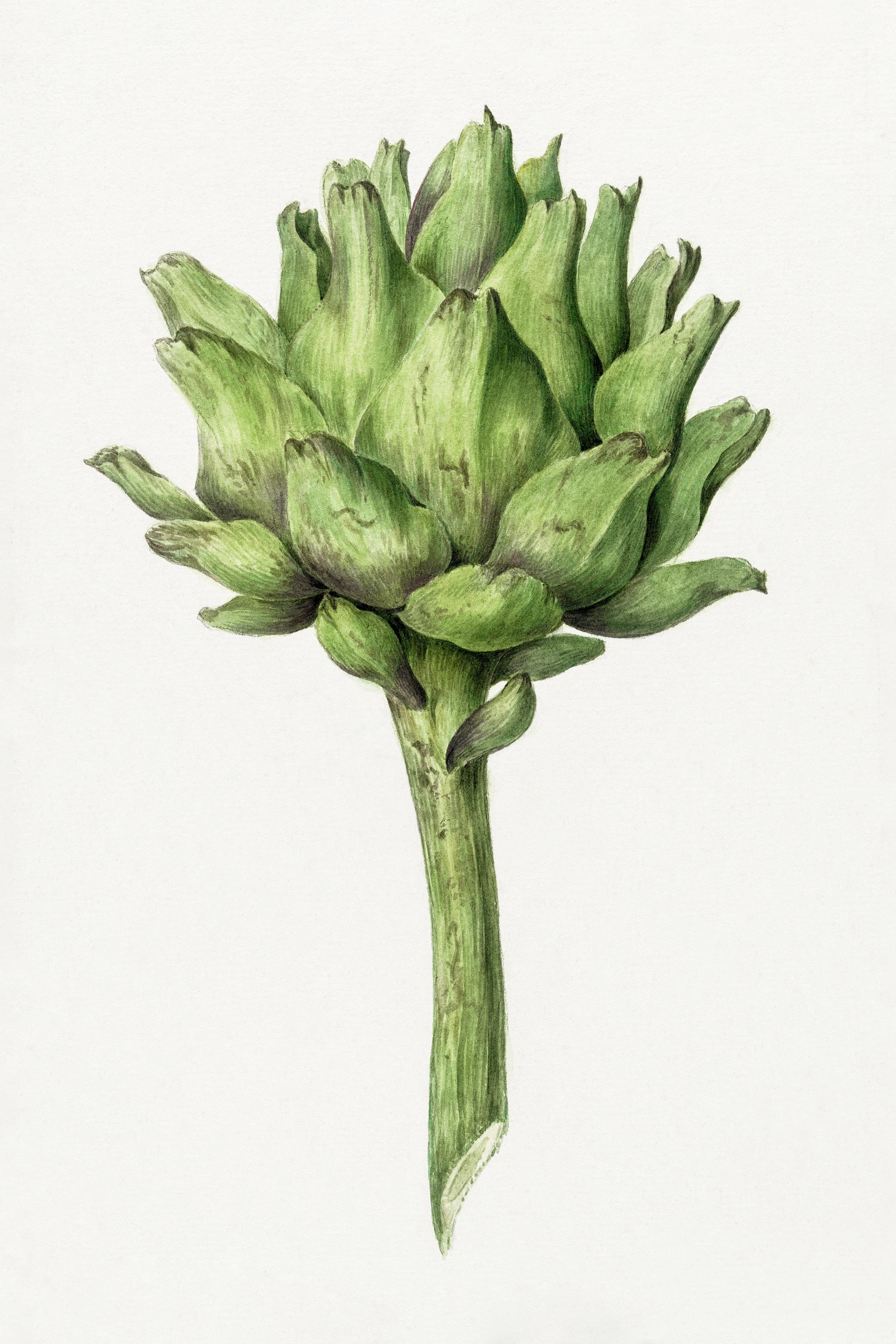 Artichoke