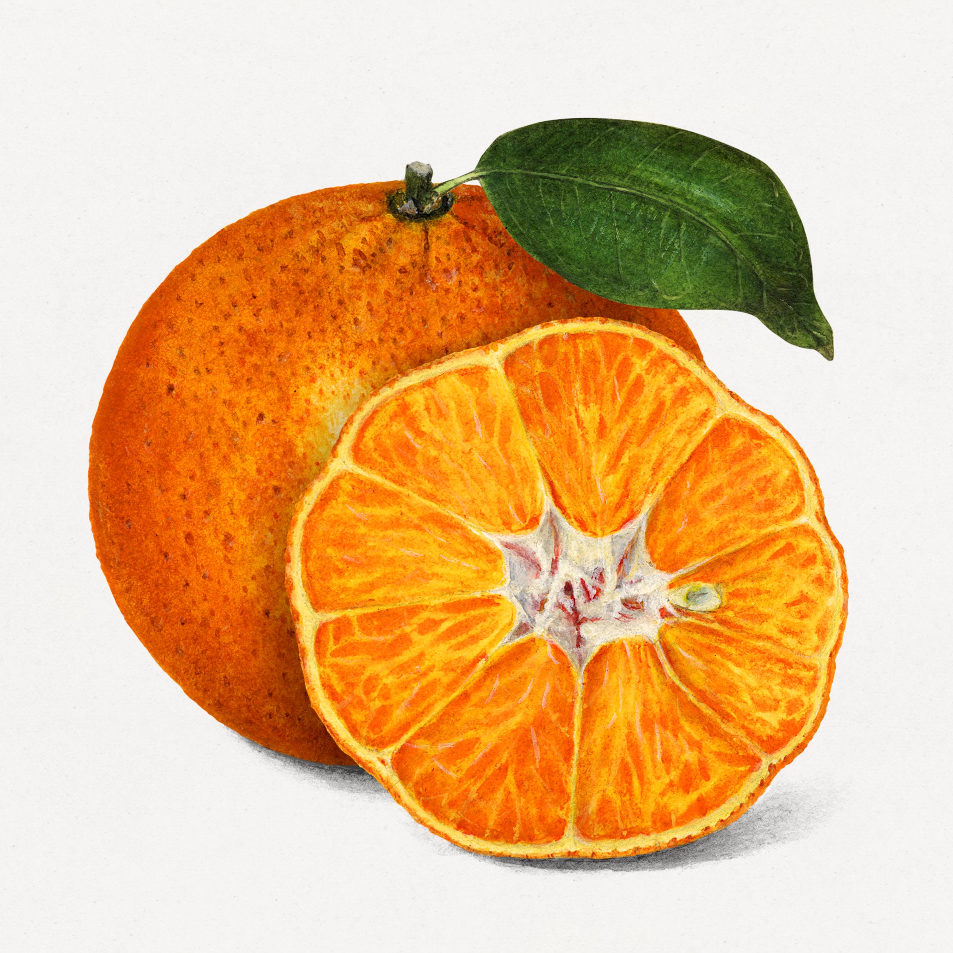 Orange Tangerine