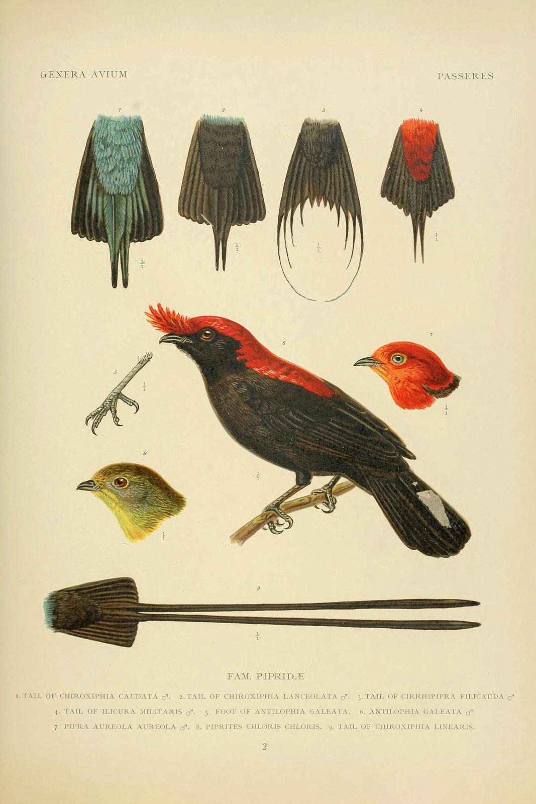 Helmeted Manakin in the Family Pipridae from Genera Avium by Philogene Wytsman (1866-1952).