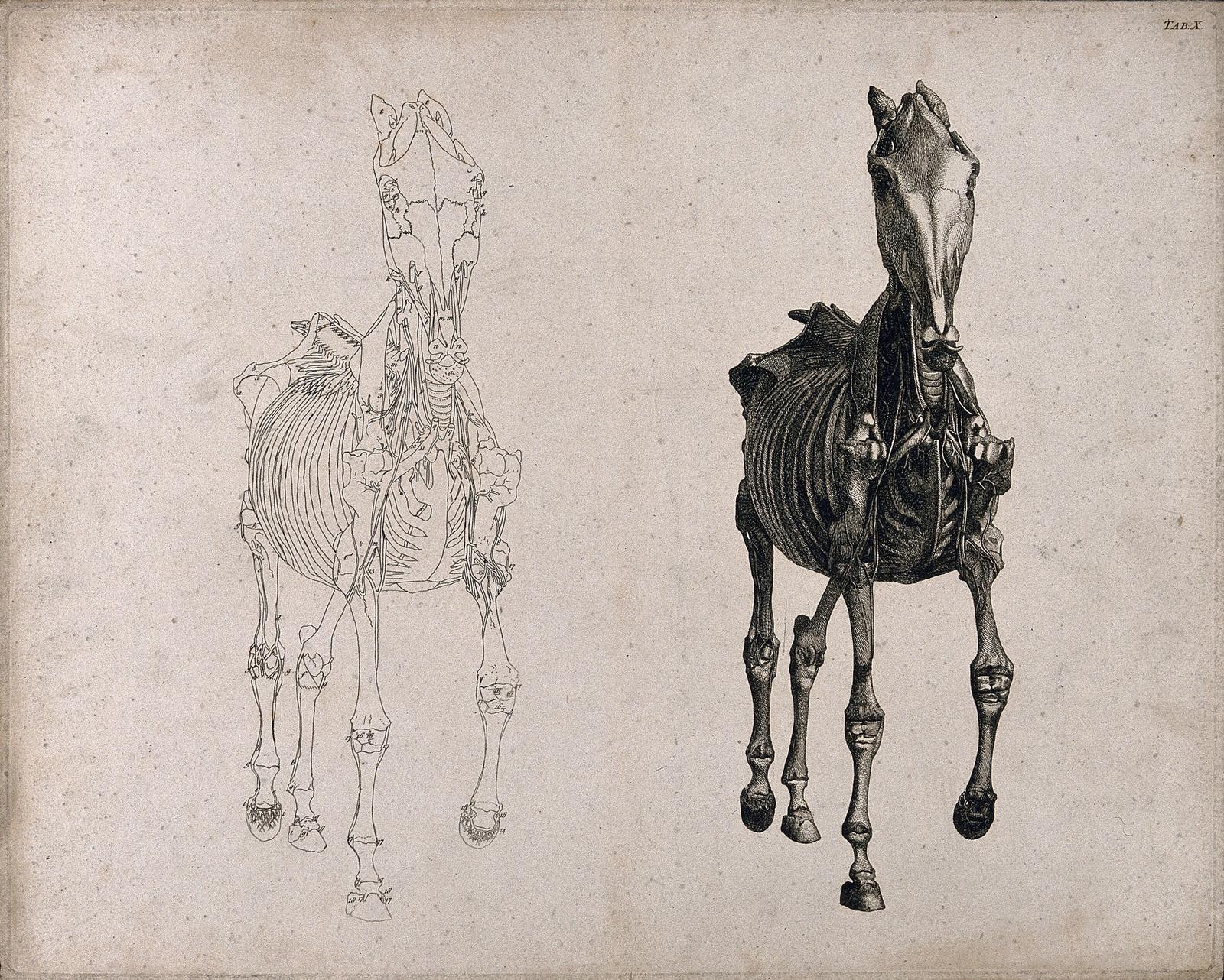 Scientific anatomical illustration showing horse skeleton on left and muscular system on right in vintage engraving style