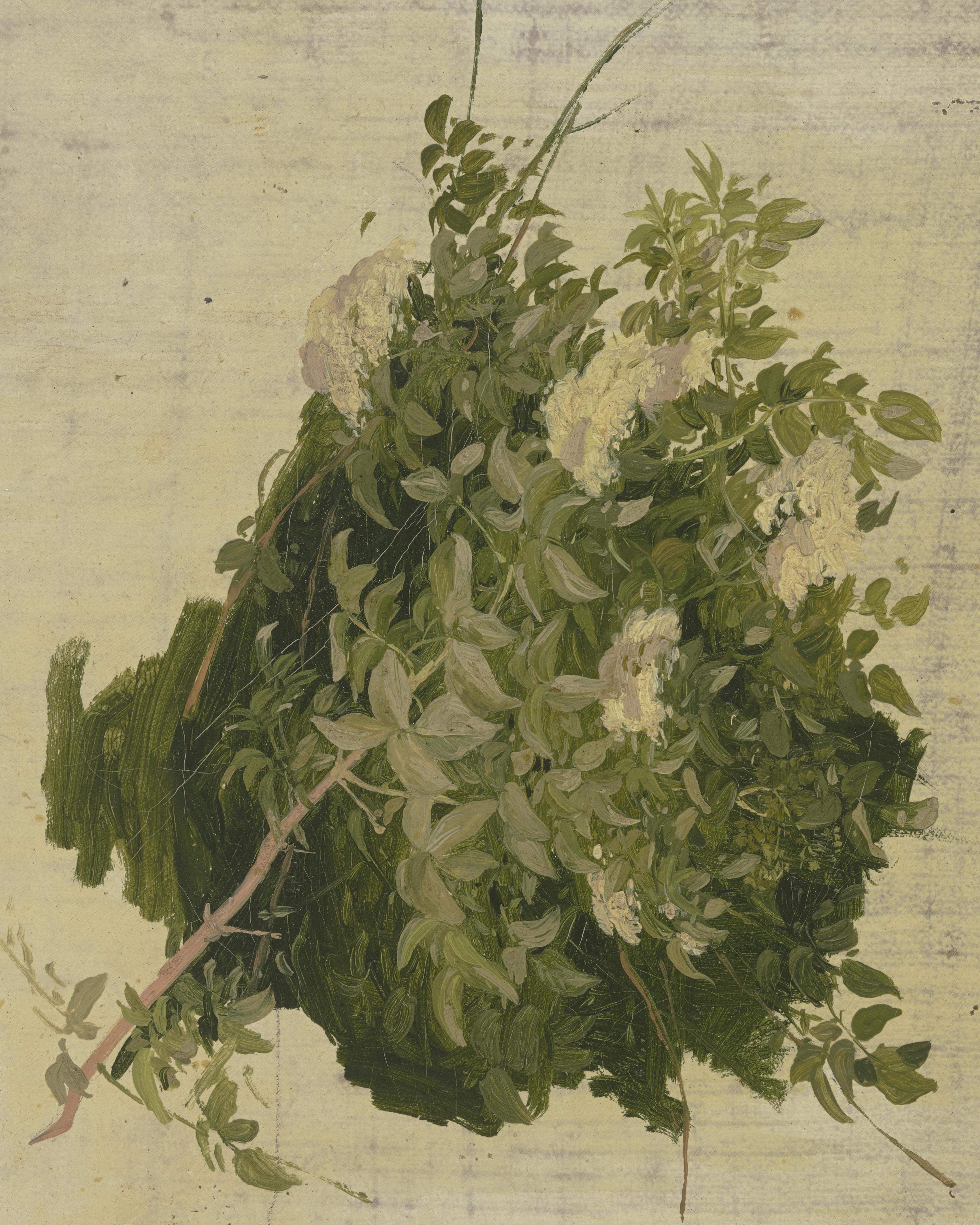 White Flowering Dogwood Branches