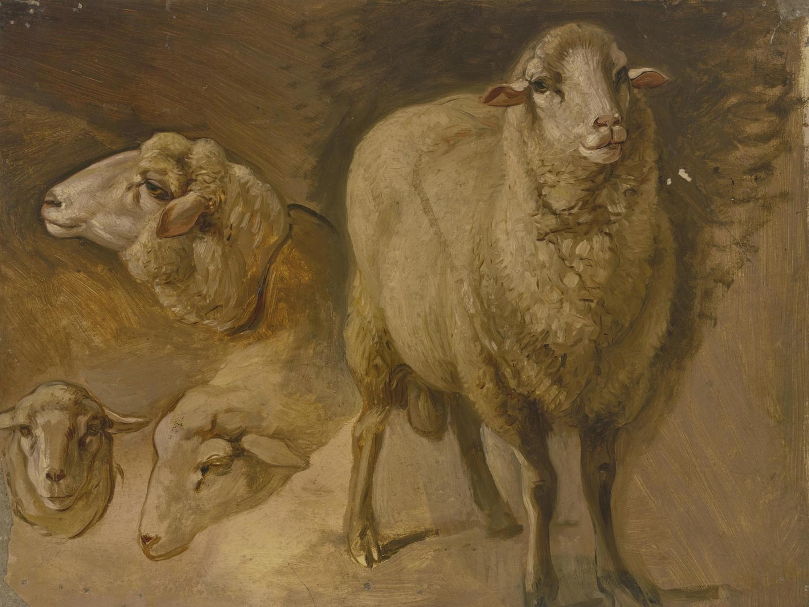 Sheep, null by jakob becker