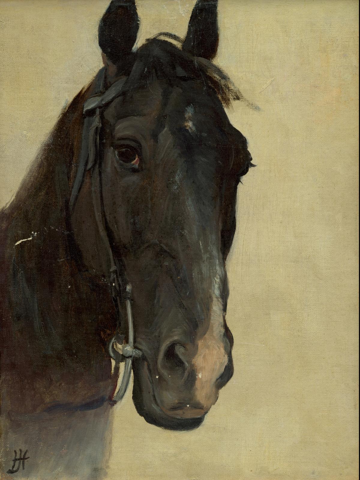 Study of the head of a negro horse by Jozef Hanula