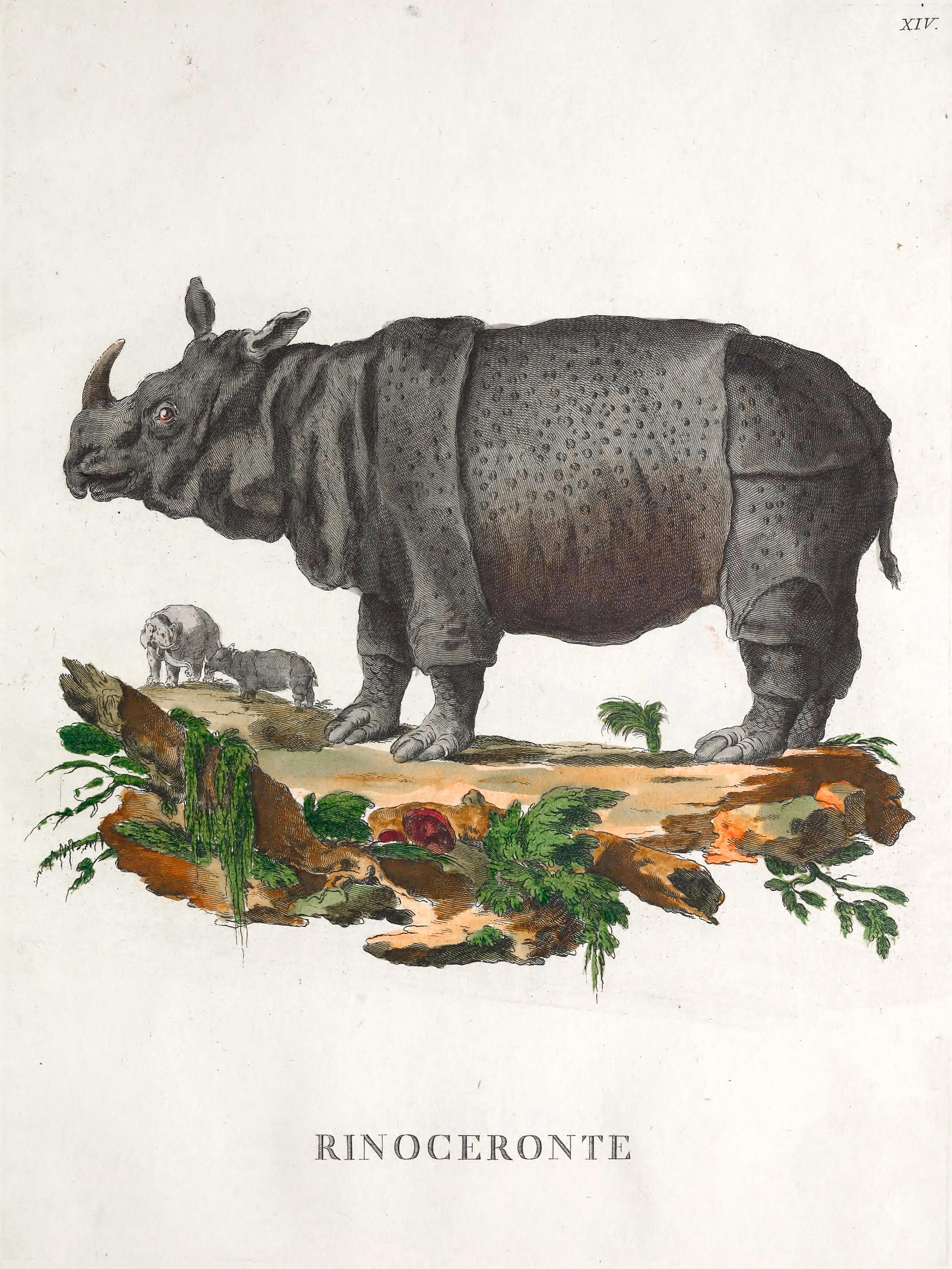 Rhinoceros