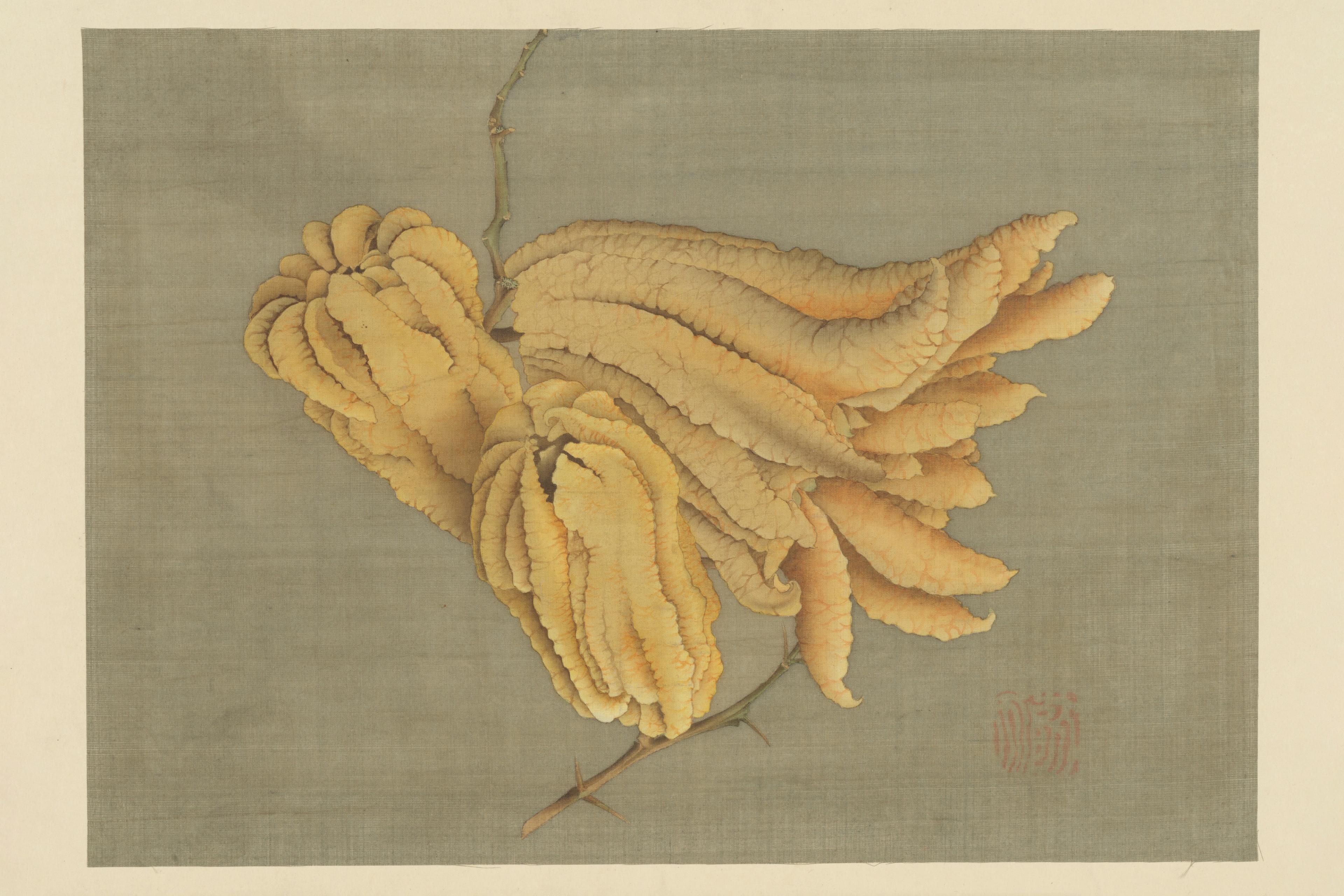 Hand Citron (Busshukan)