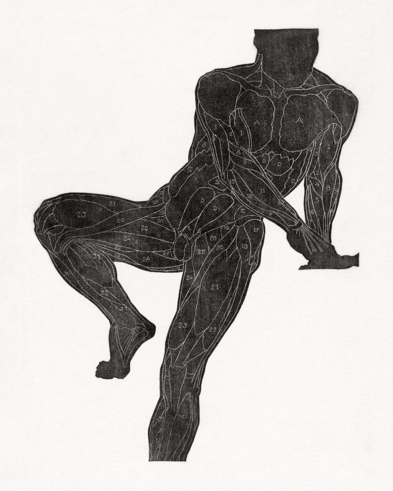Anatomical Study