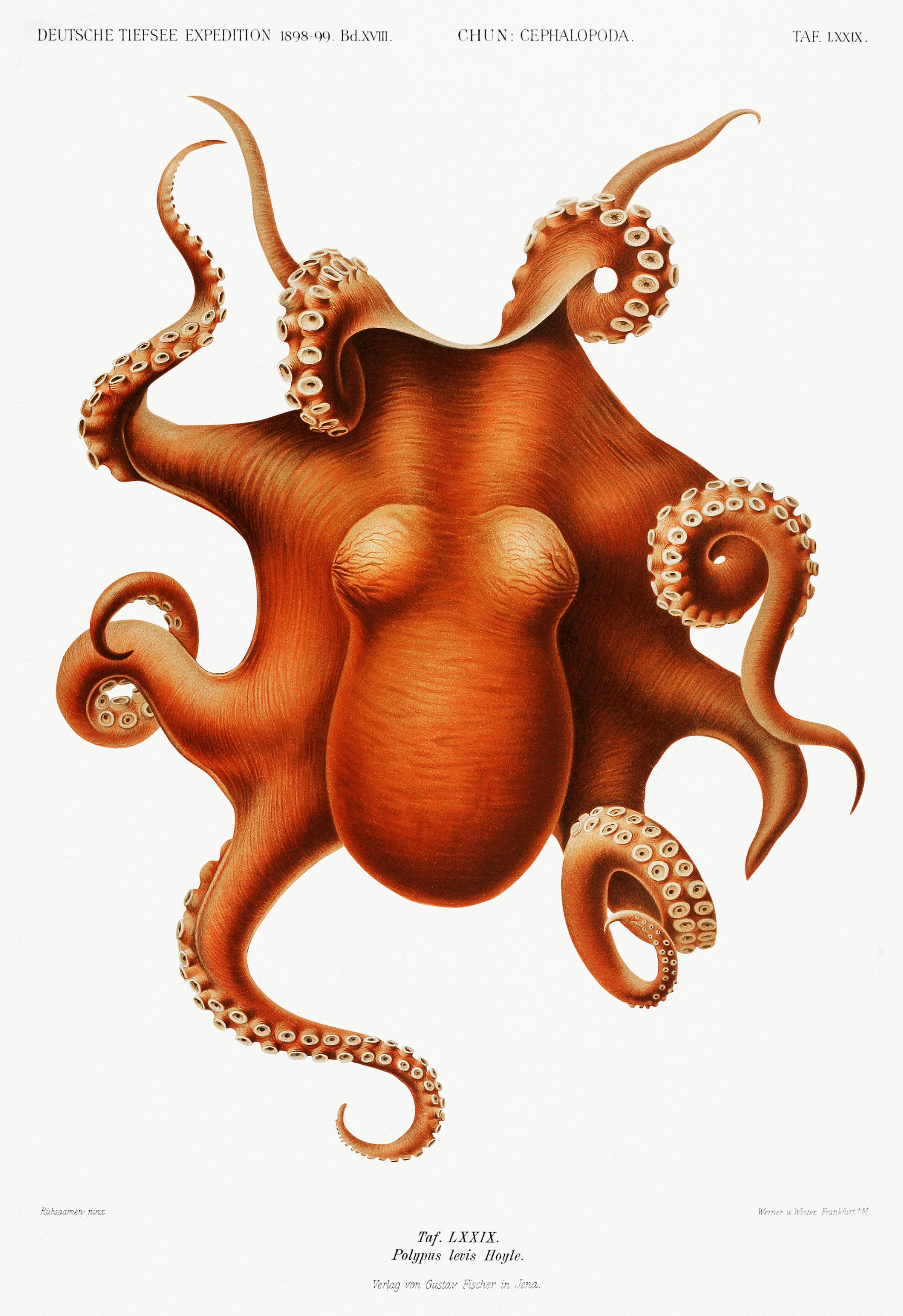 Octopus