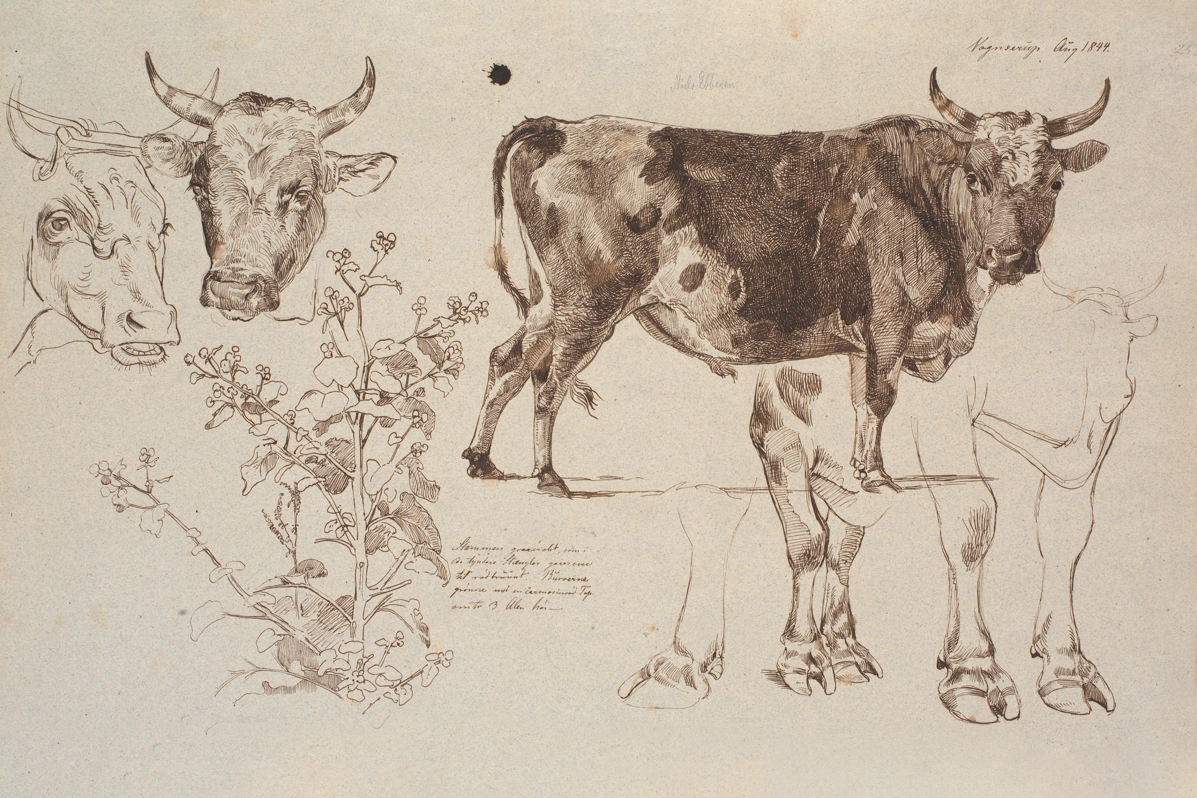 Study of Two Cows