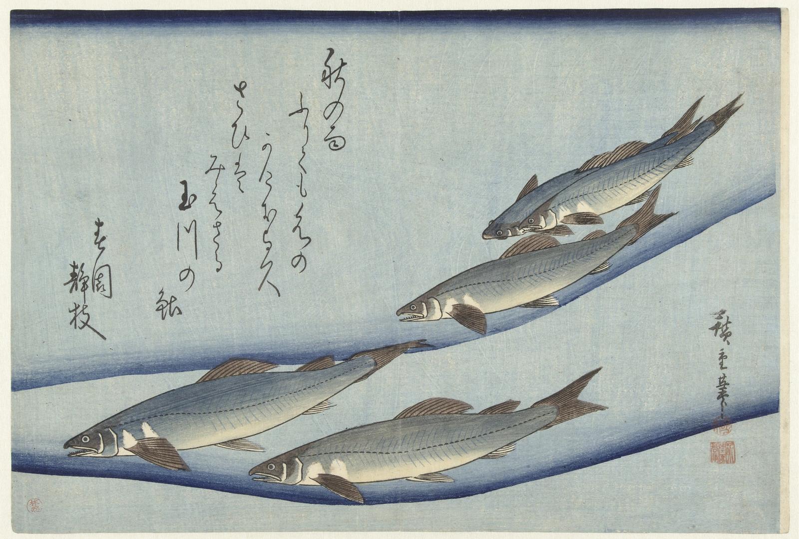 Japanese woodblock print showing four trout swimming in flowing blue water with Japanese calligraphy text