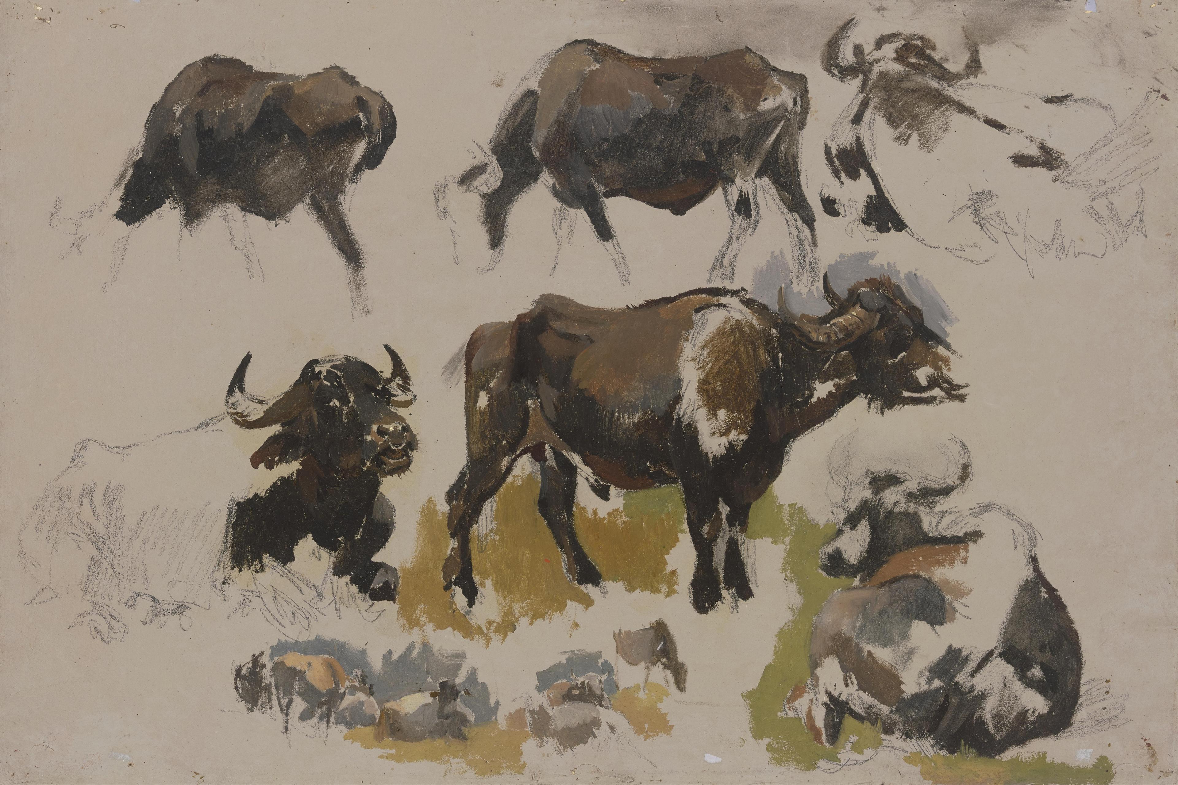 Buffalos and Cattle