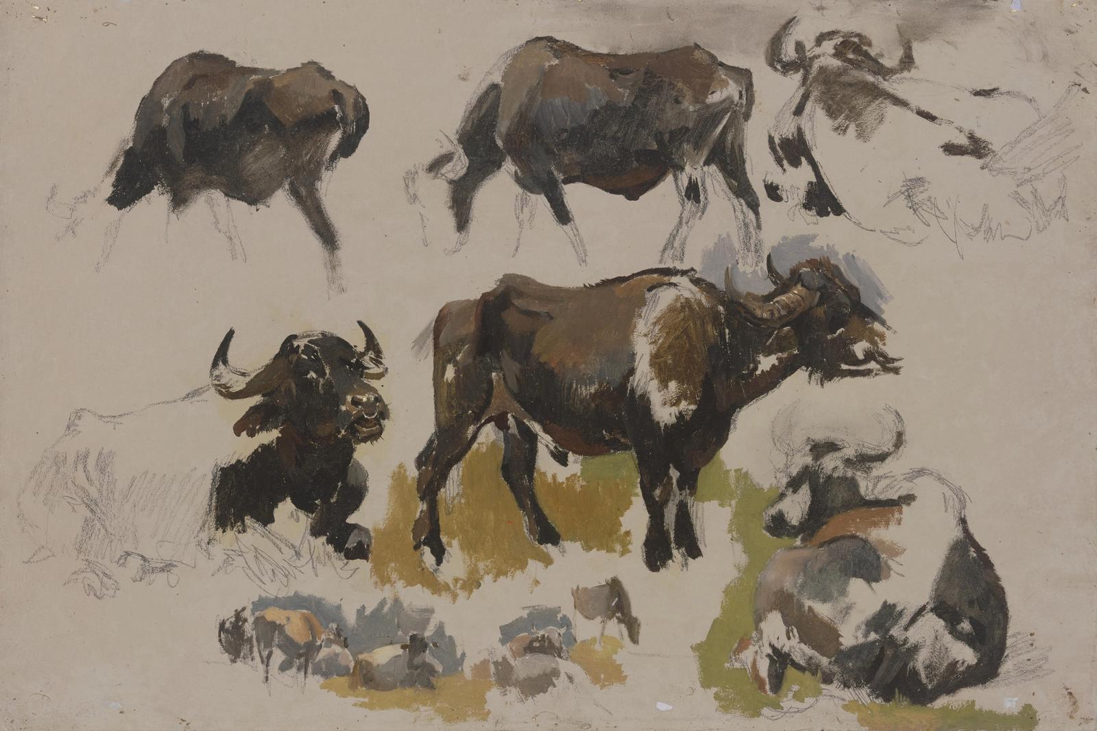 Buffalos and cattle, ca. 1841 - 1847 by johann nepomuk rauch