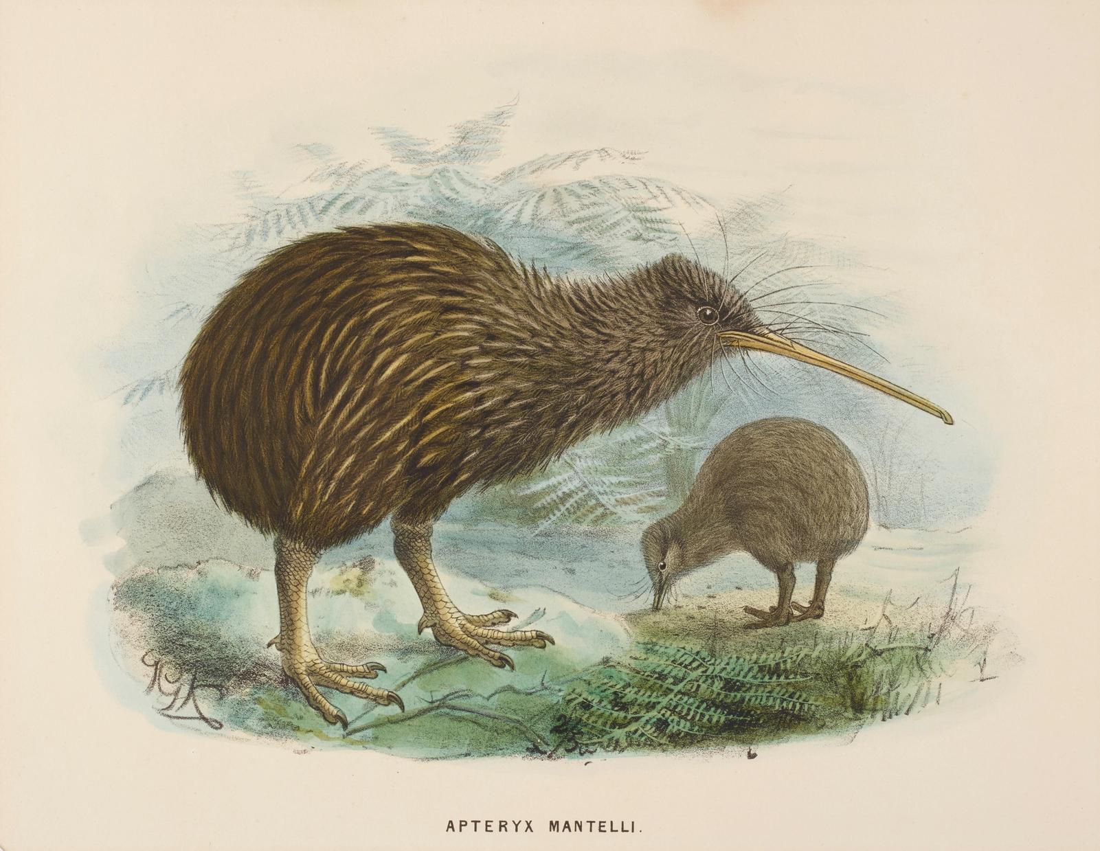 Vintage naturalist illustration of two brown kiwi birds with long curved beaks foraging on grassy ground