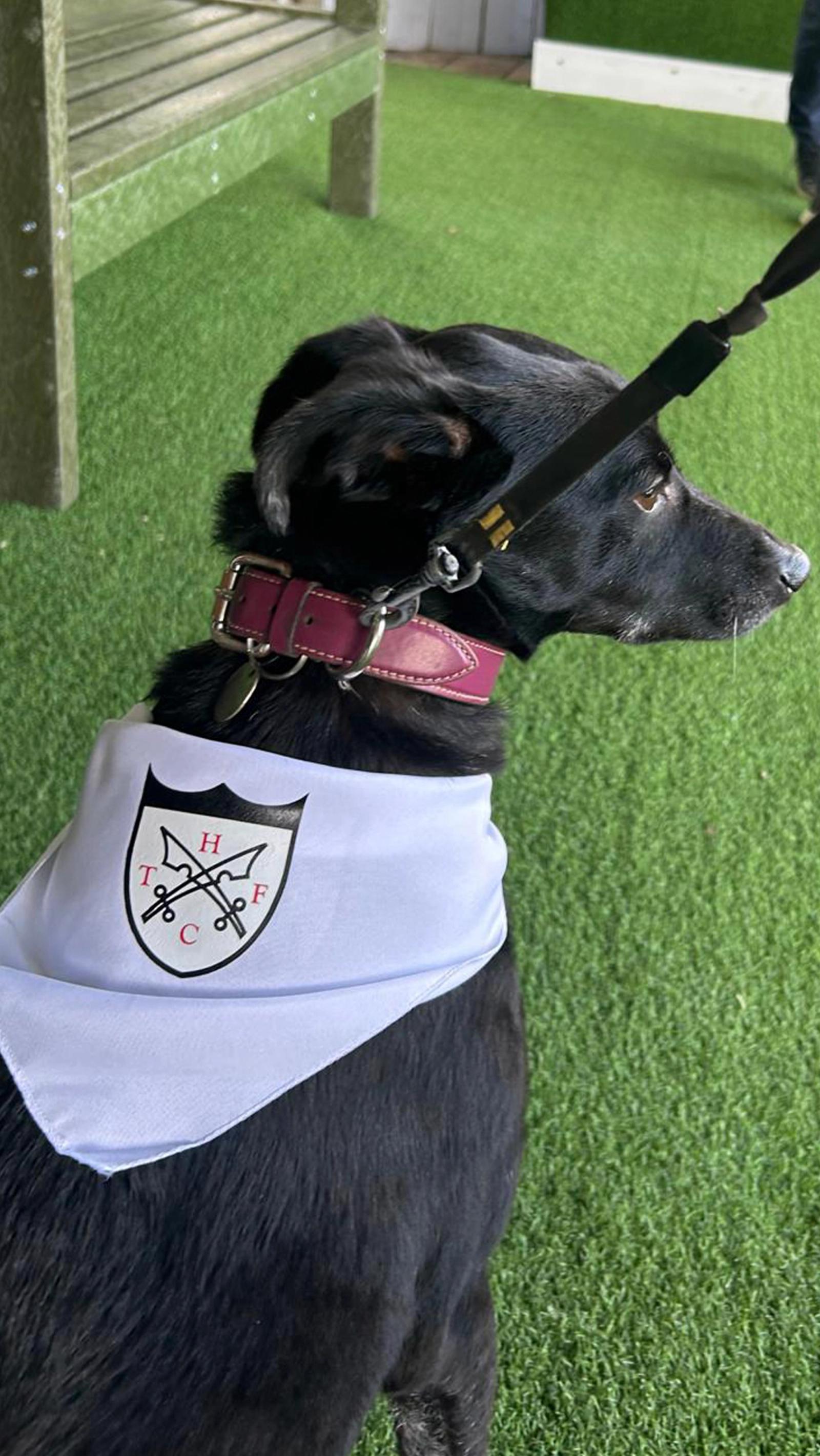 HANWELL DOG BANDANA