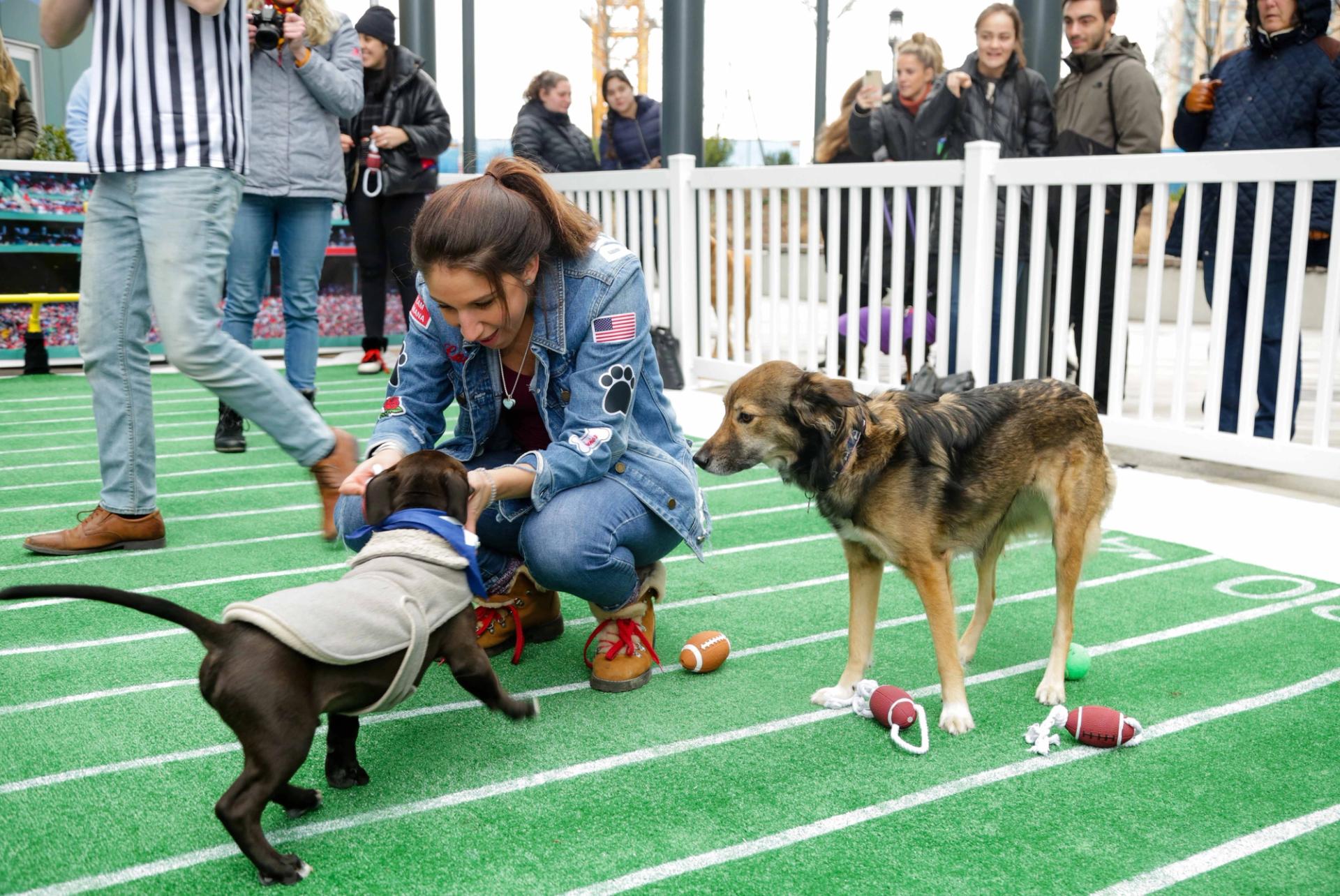 Polkadog Bakery: Puppy Bowl 2023