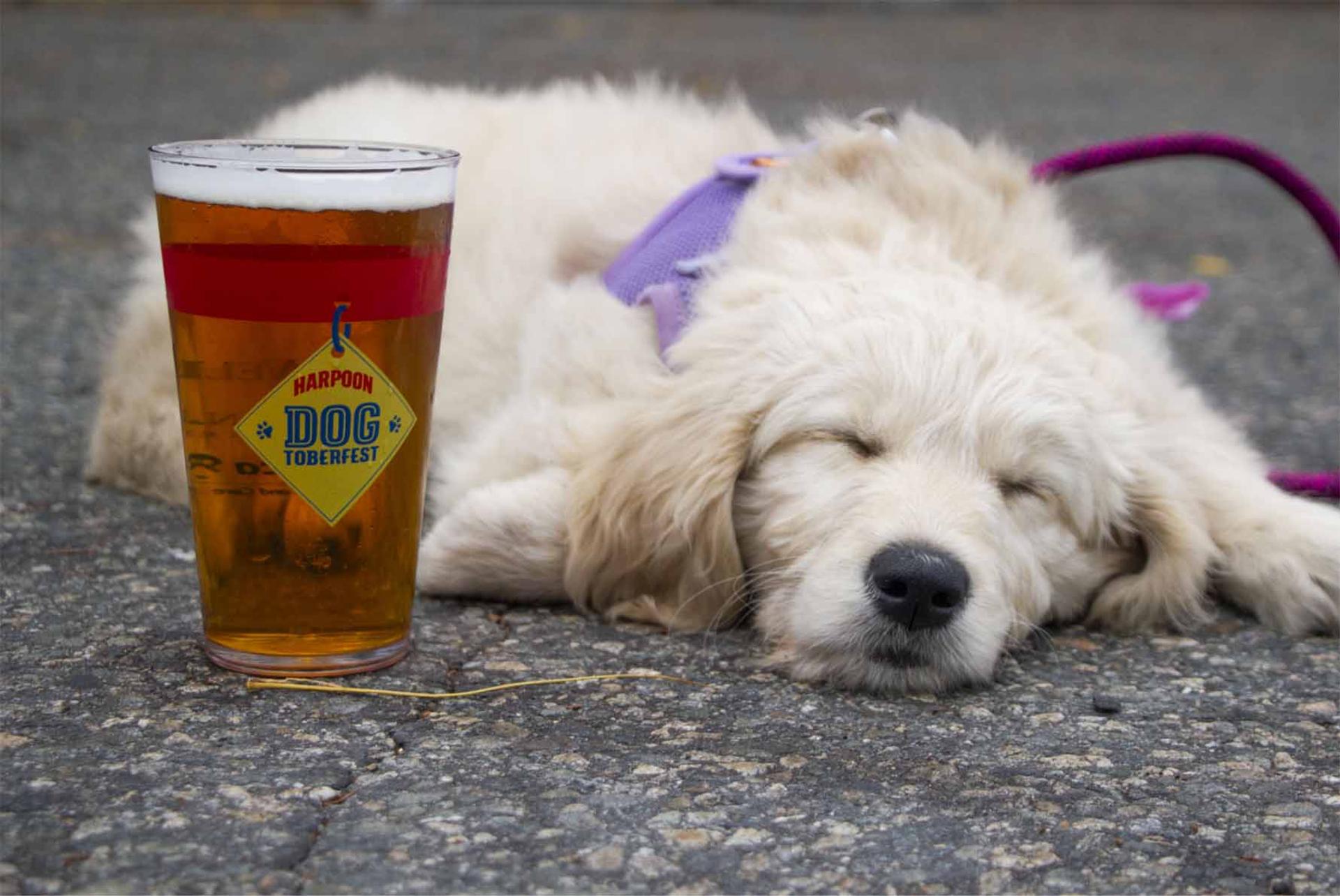 Harpoon Brewery: Dogtoberfest