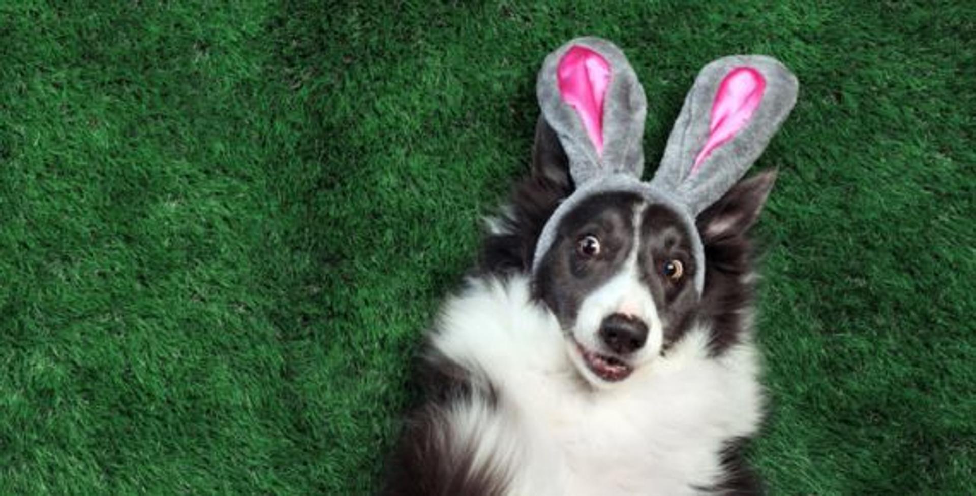 Bond Vet: Pet Easter Photos