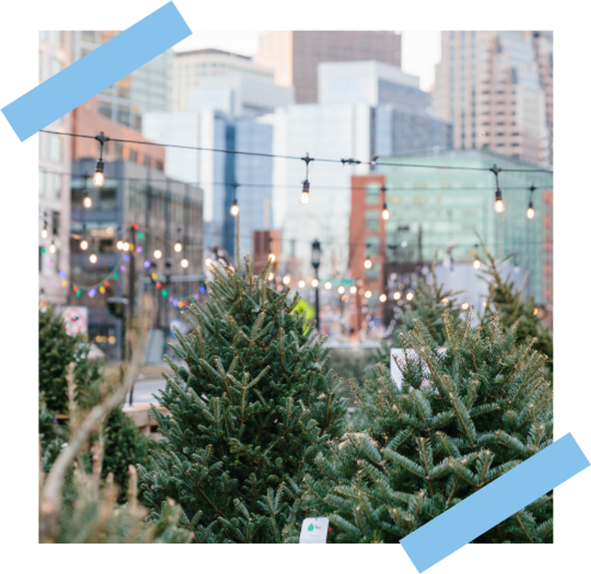 Seaport Tree Market 