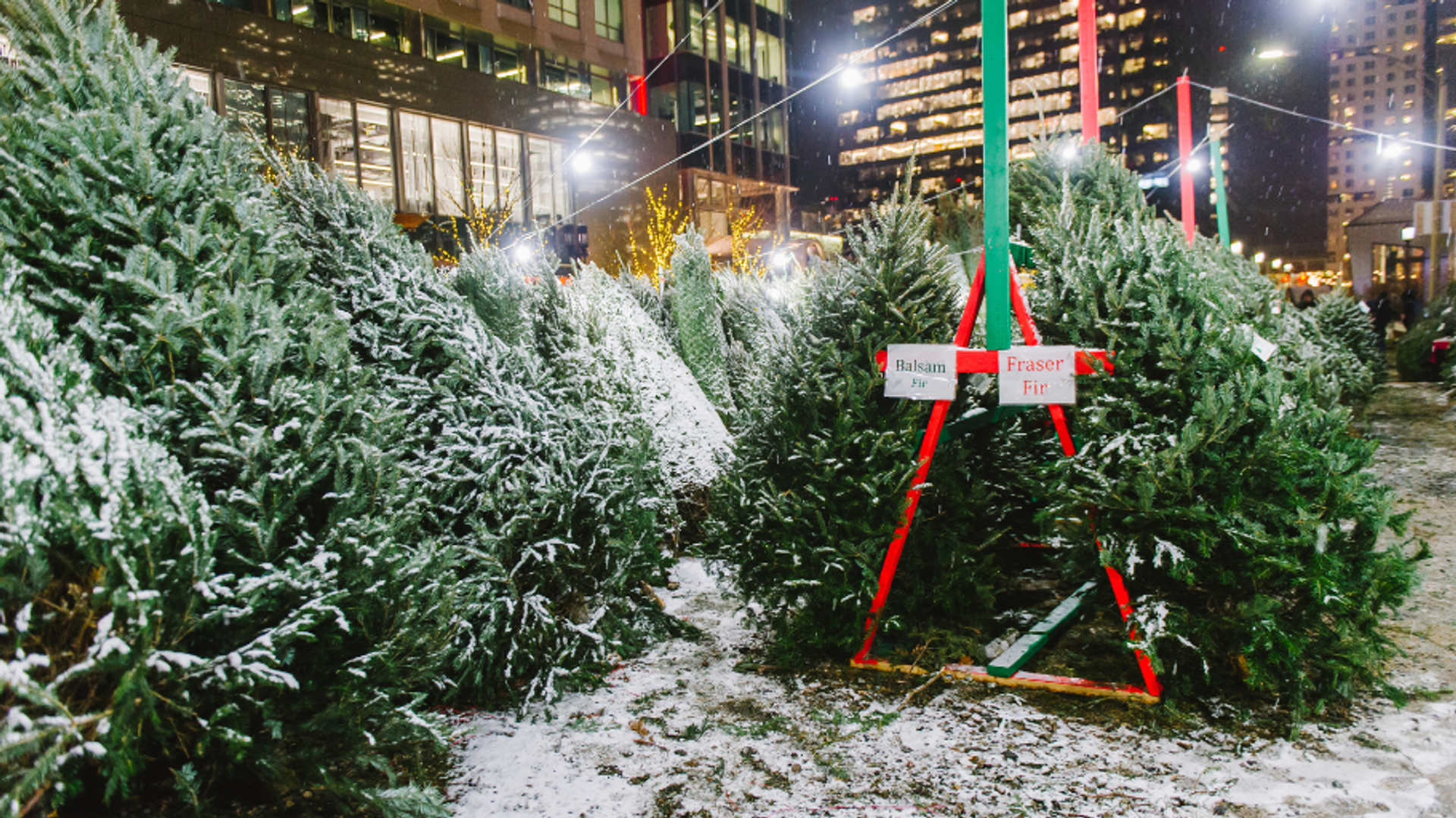 The Tree Market