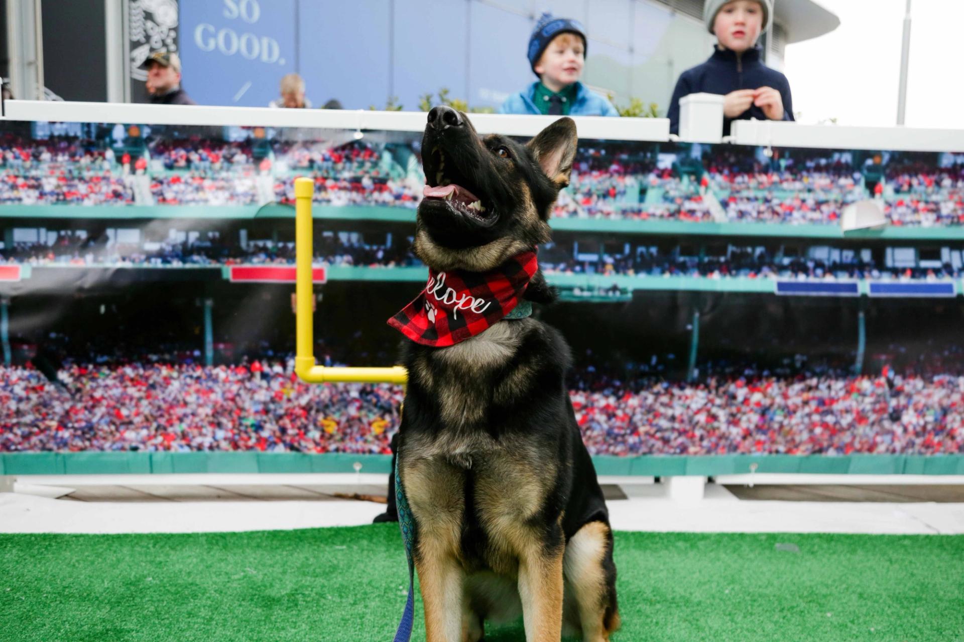 Polkadog Bakery: Puppy Bowl 2023