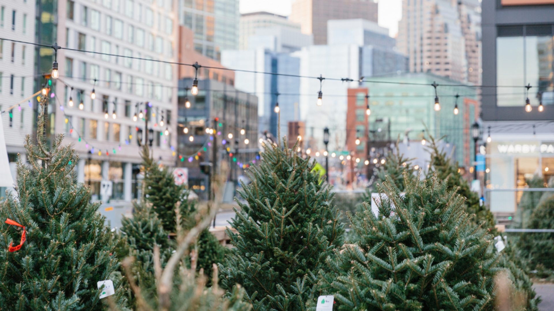 The Tree Market