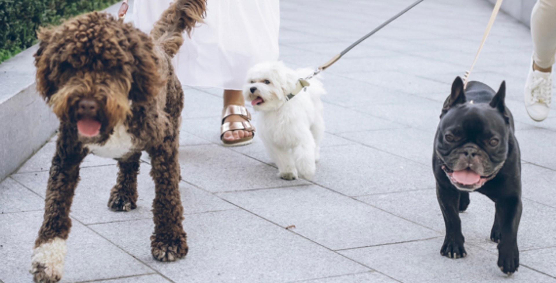 Faherty: Dog Walking Club