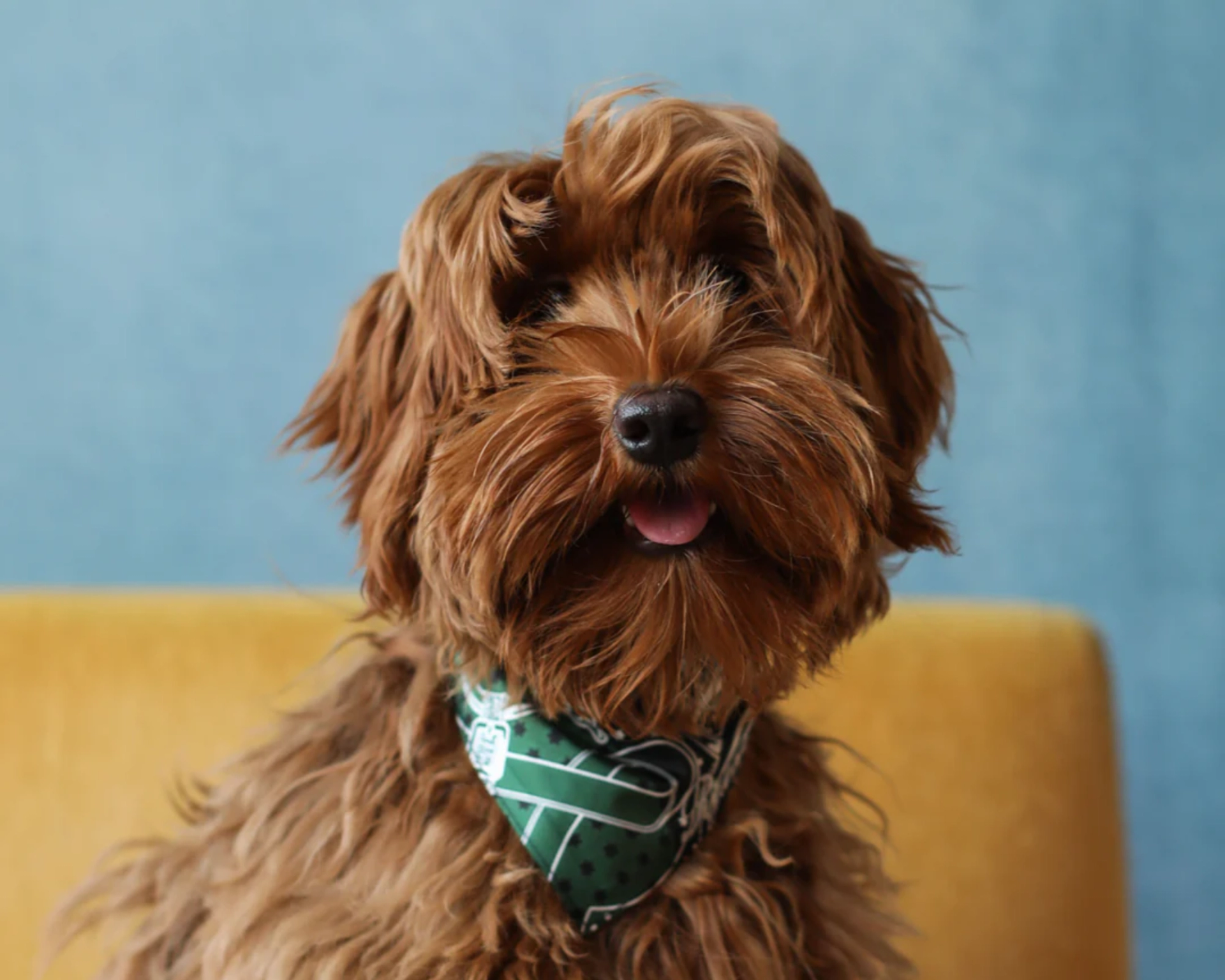 Framebridge: Pet Portrait