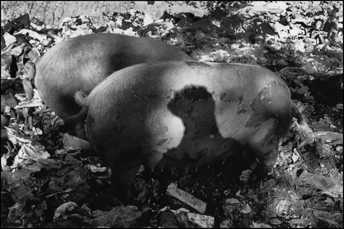 C'est le mois de juillet, les cochons sont en congés dans la décharge. Ils profitent du moment, ils sont un peu plus décontractés, disponibles, souriants, moins chiants.
