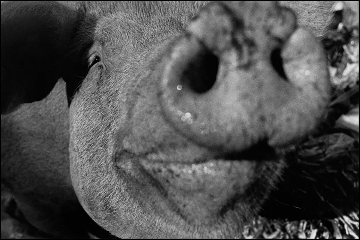 C'est le mois de juillet, les cochons sont en congés dans la décharge. Ils profitent du moment, ils sont un peu plus décontractés, disponibles, souriants, moins chiants.